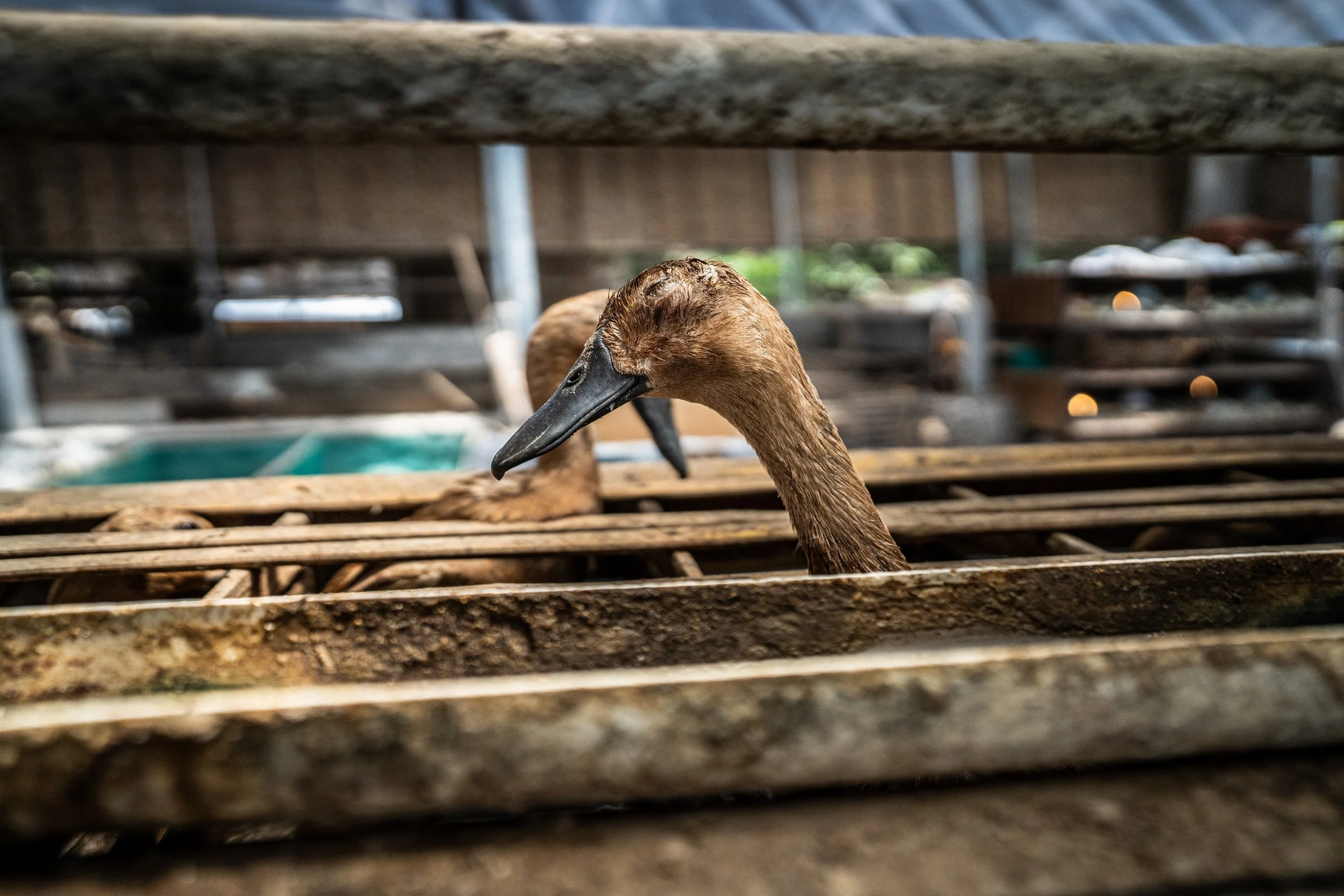duck farm indonesia-192.jpg
