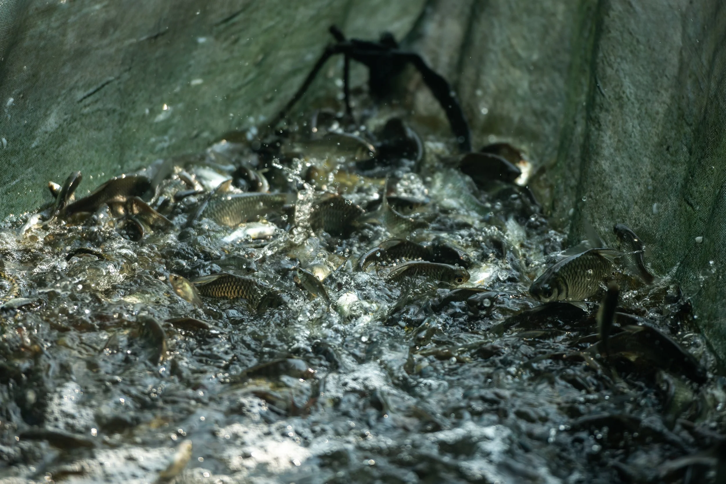 fish farm thailand-244.jpg