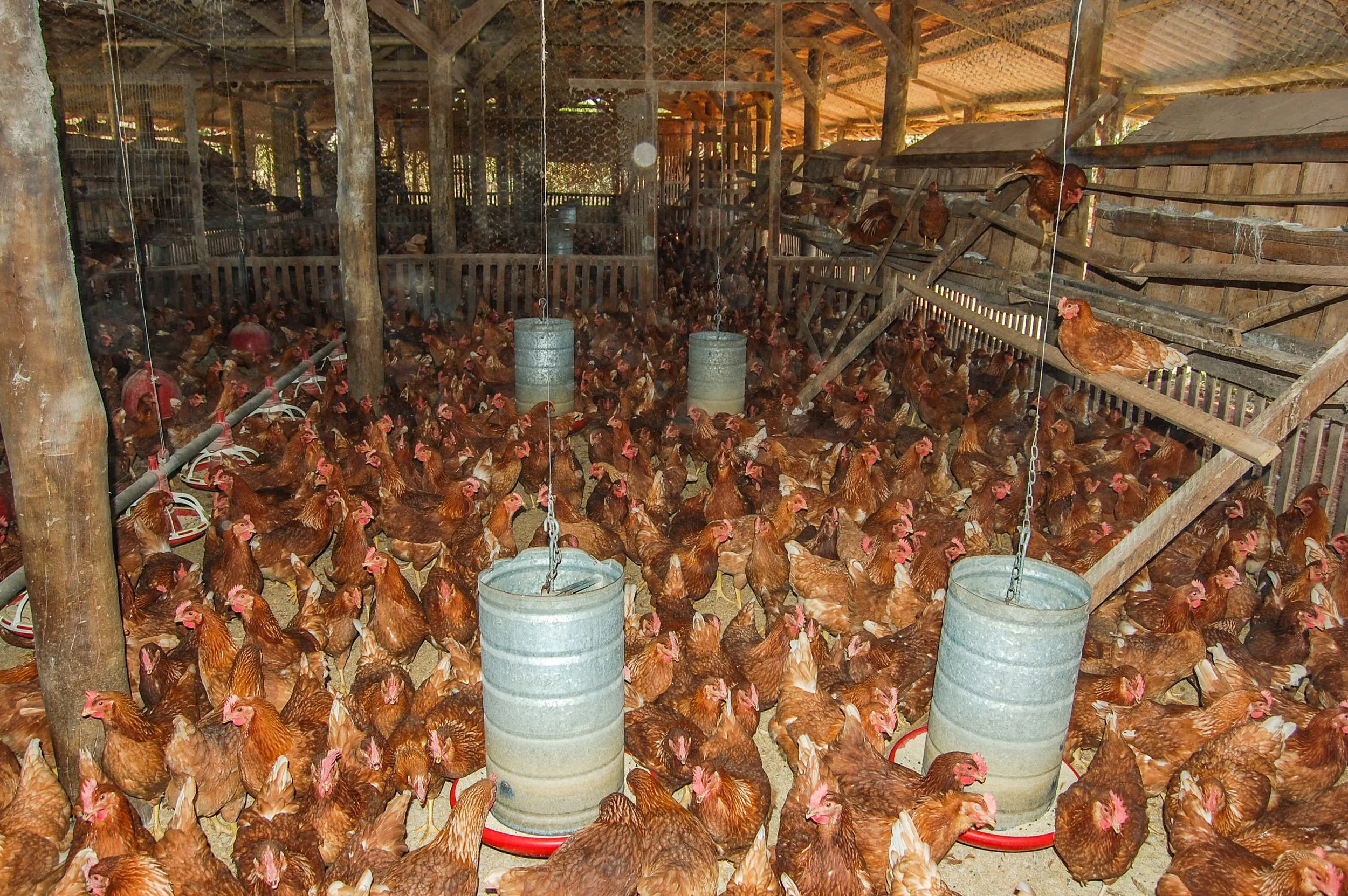brazilmoreeggfarms-69-of-70jpg.jpg