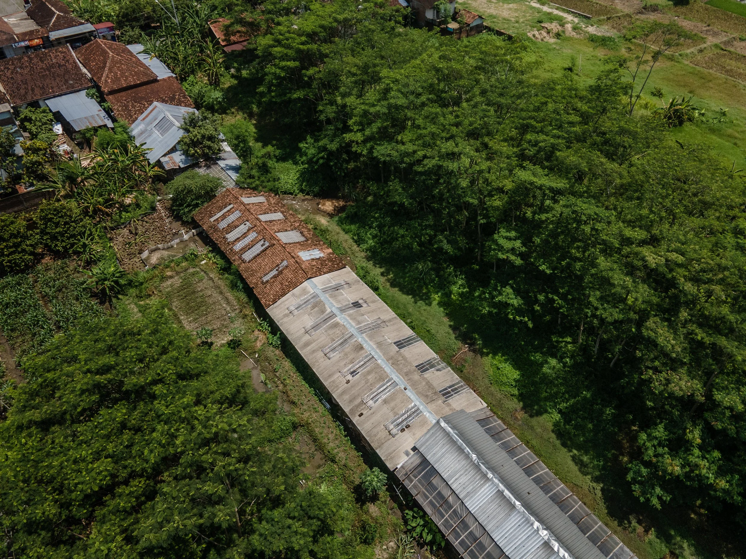 duck farm indonesia-22.jpg