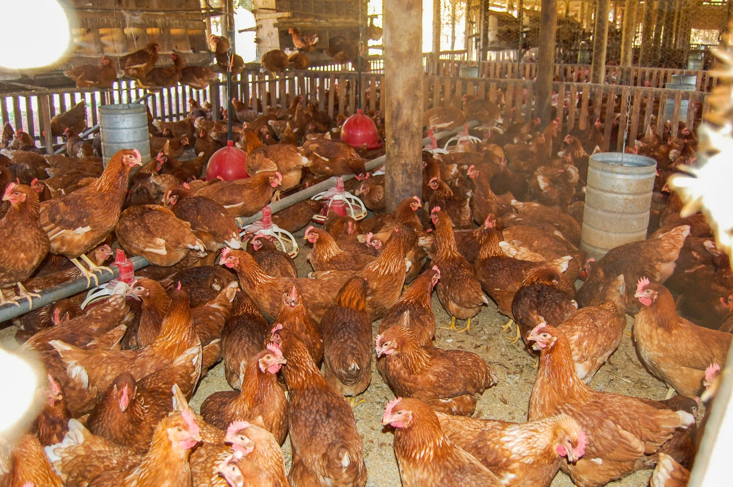 brazilmoreeggfarms-51-of-70jpg.jpg