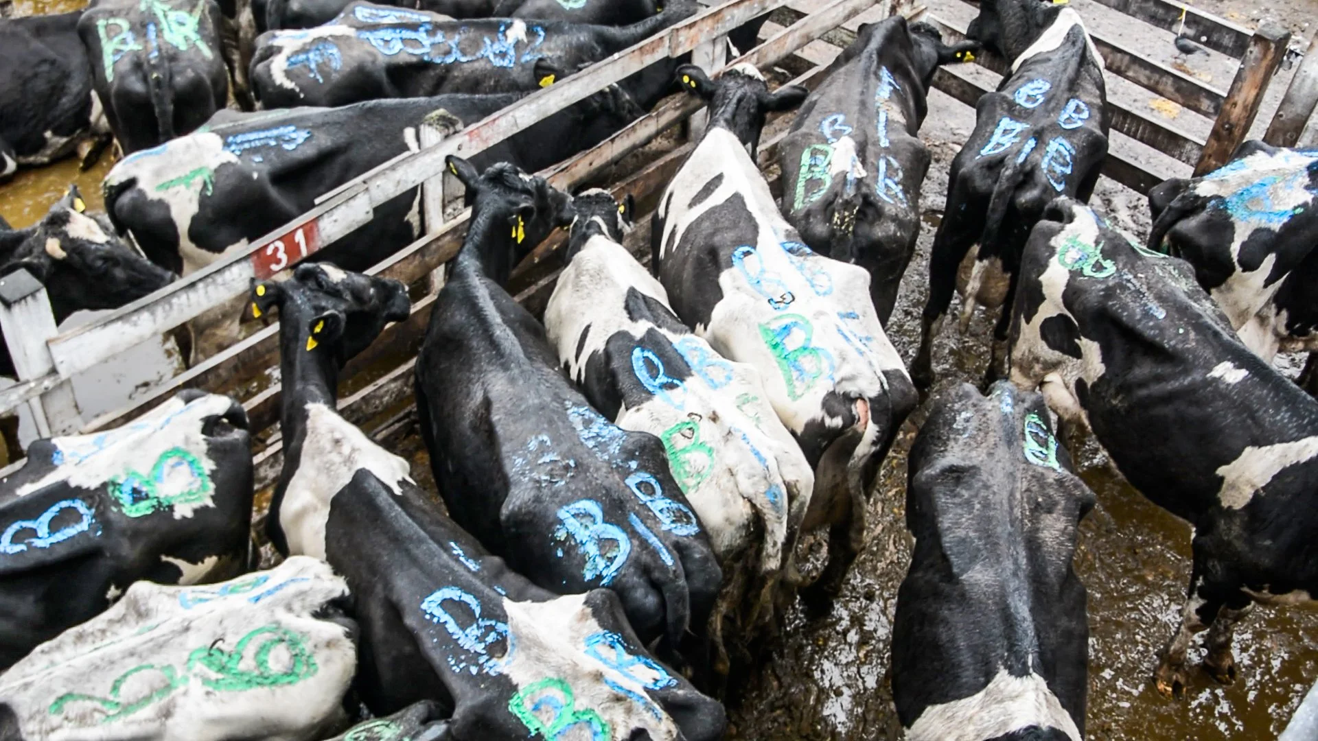 argentinacattle-7-of-10jpg.jpg