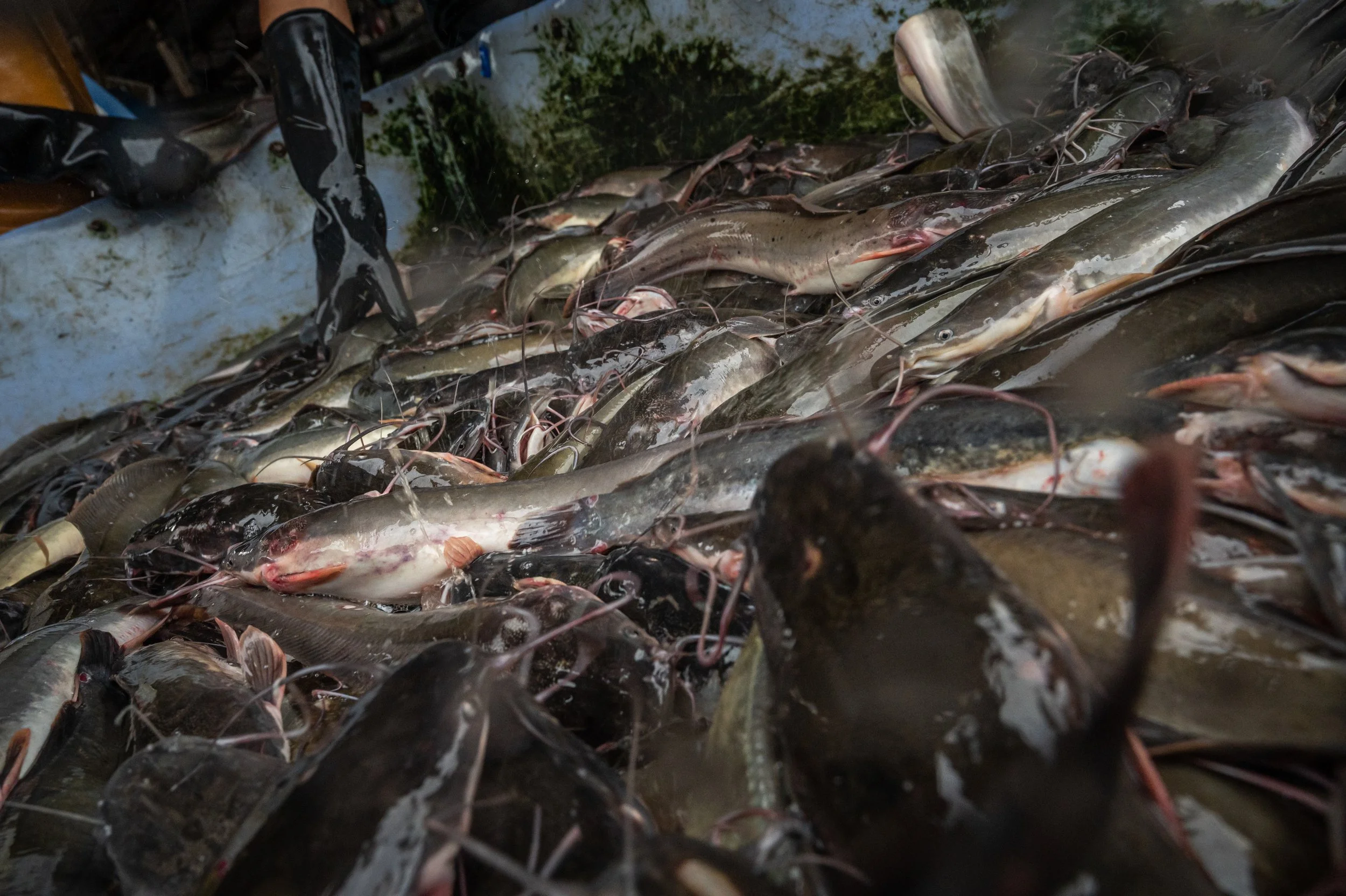 fish farm thailand-36.jpg