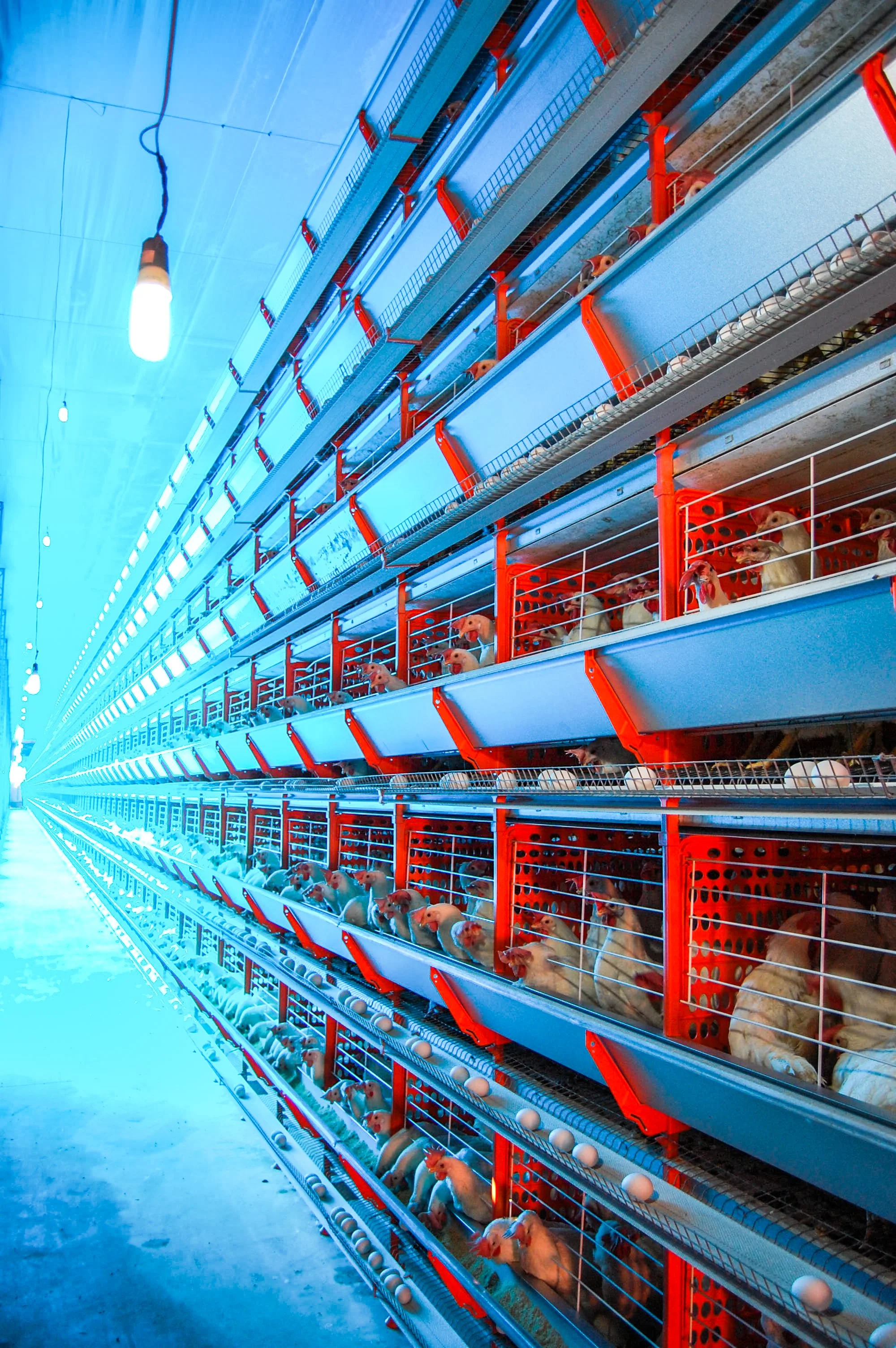 brazilmoreeggfarms-26-of-70jpg.jpg