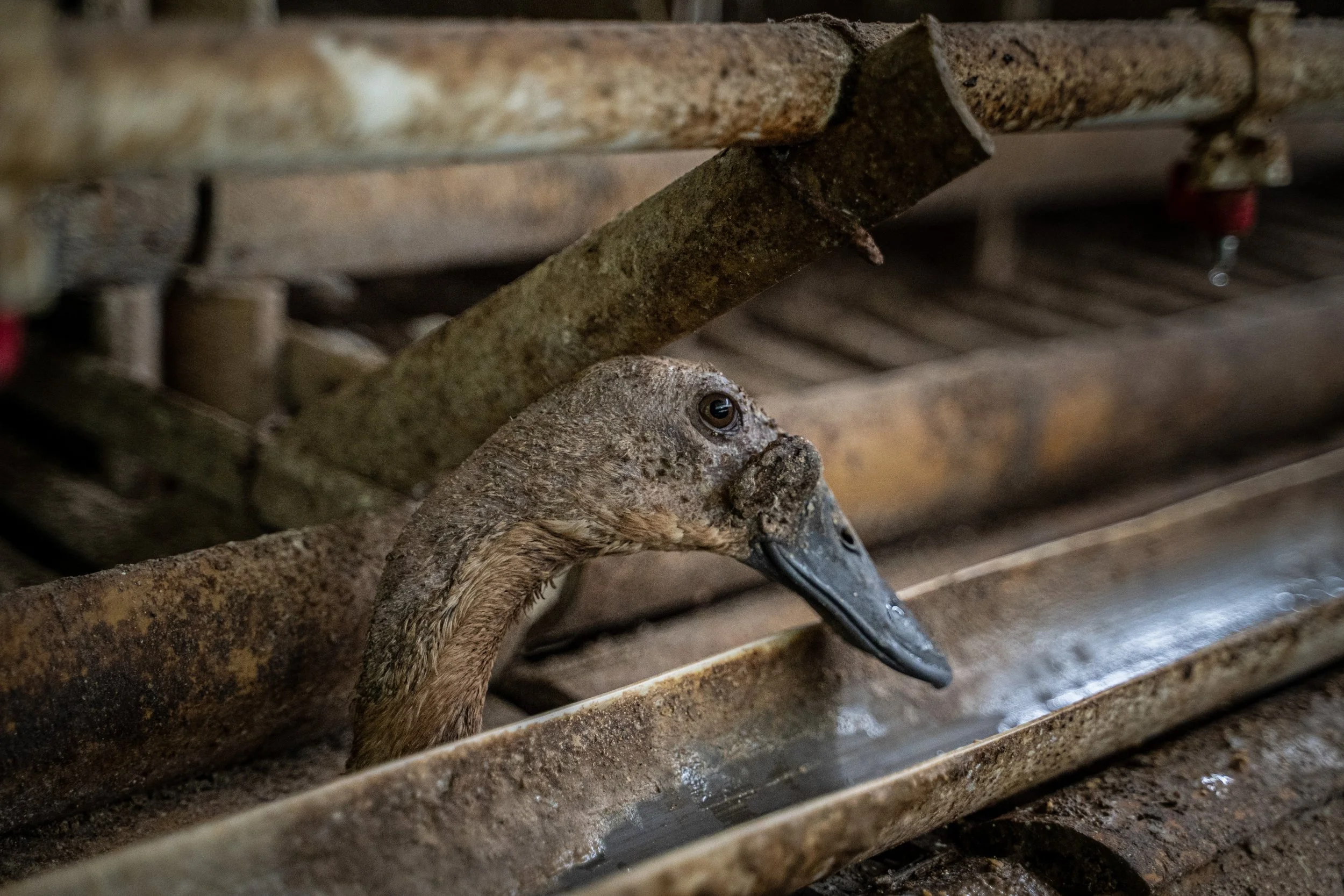 duck farm indonesia-3.jpg