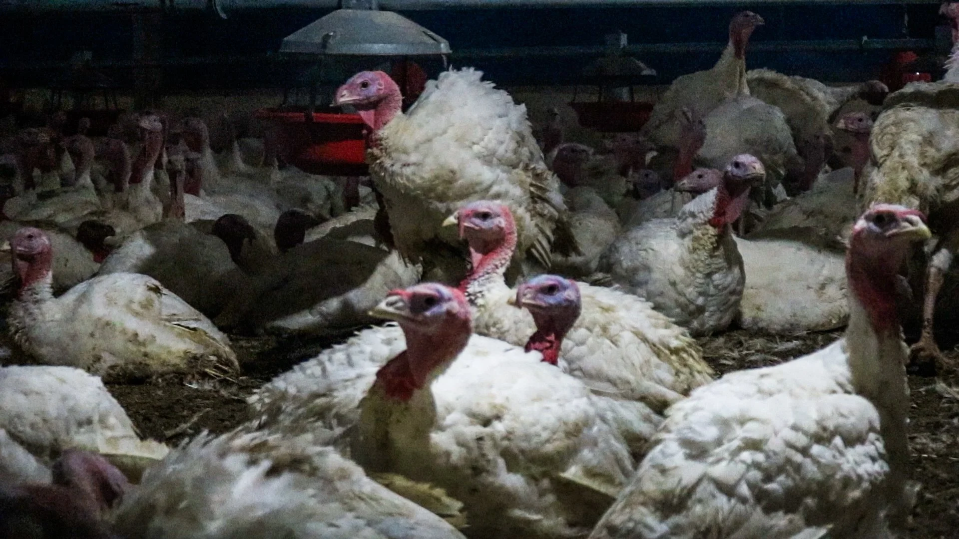 chileturkey-6-of-10jpg.jpg