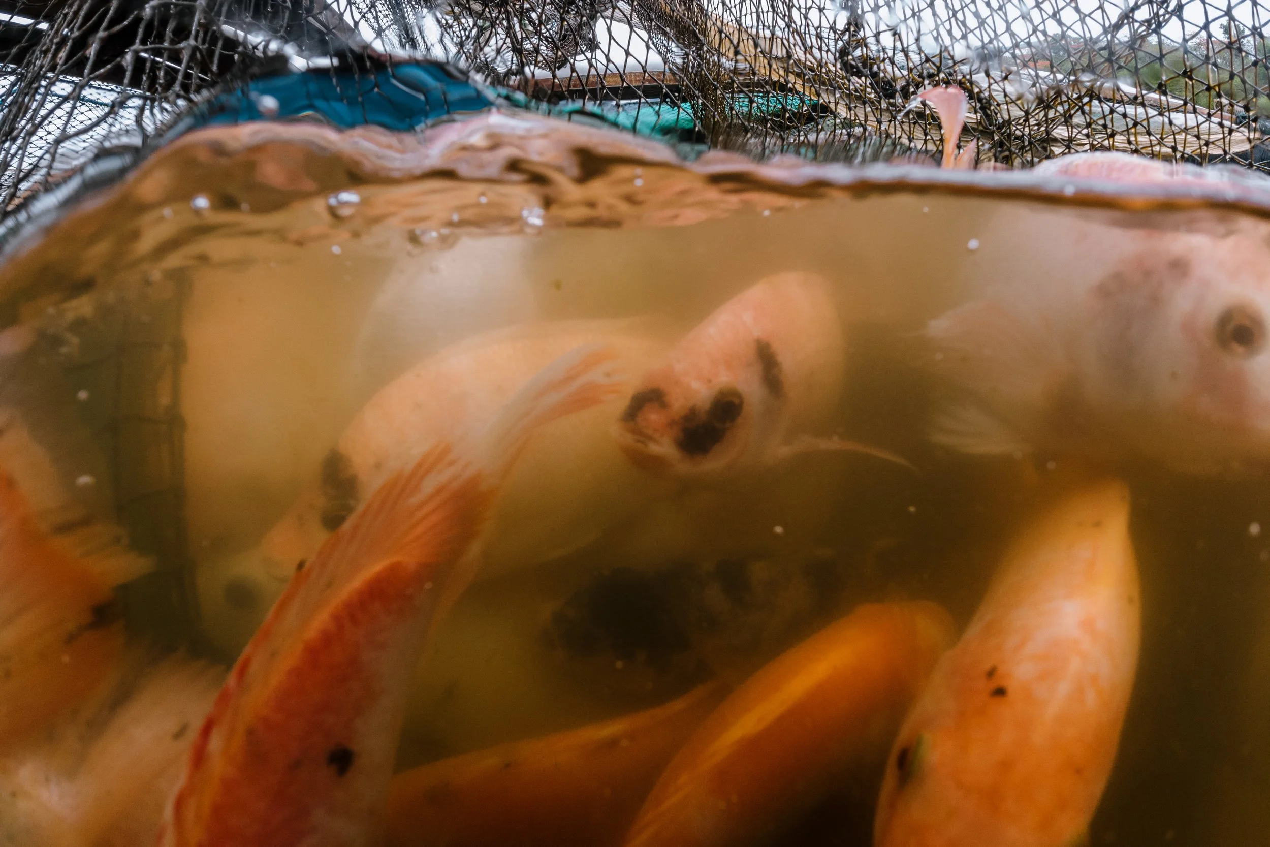 fish farm indonesia-42.jpg