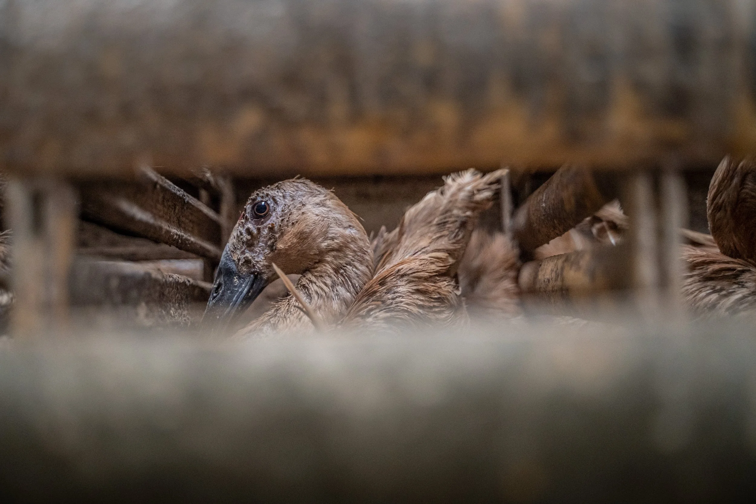 duck farm indonesia-170.jpg