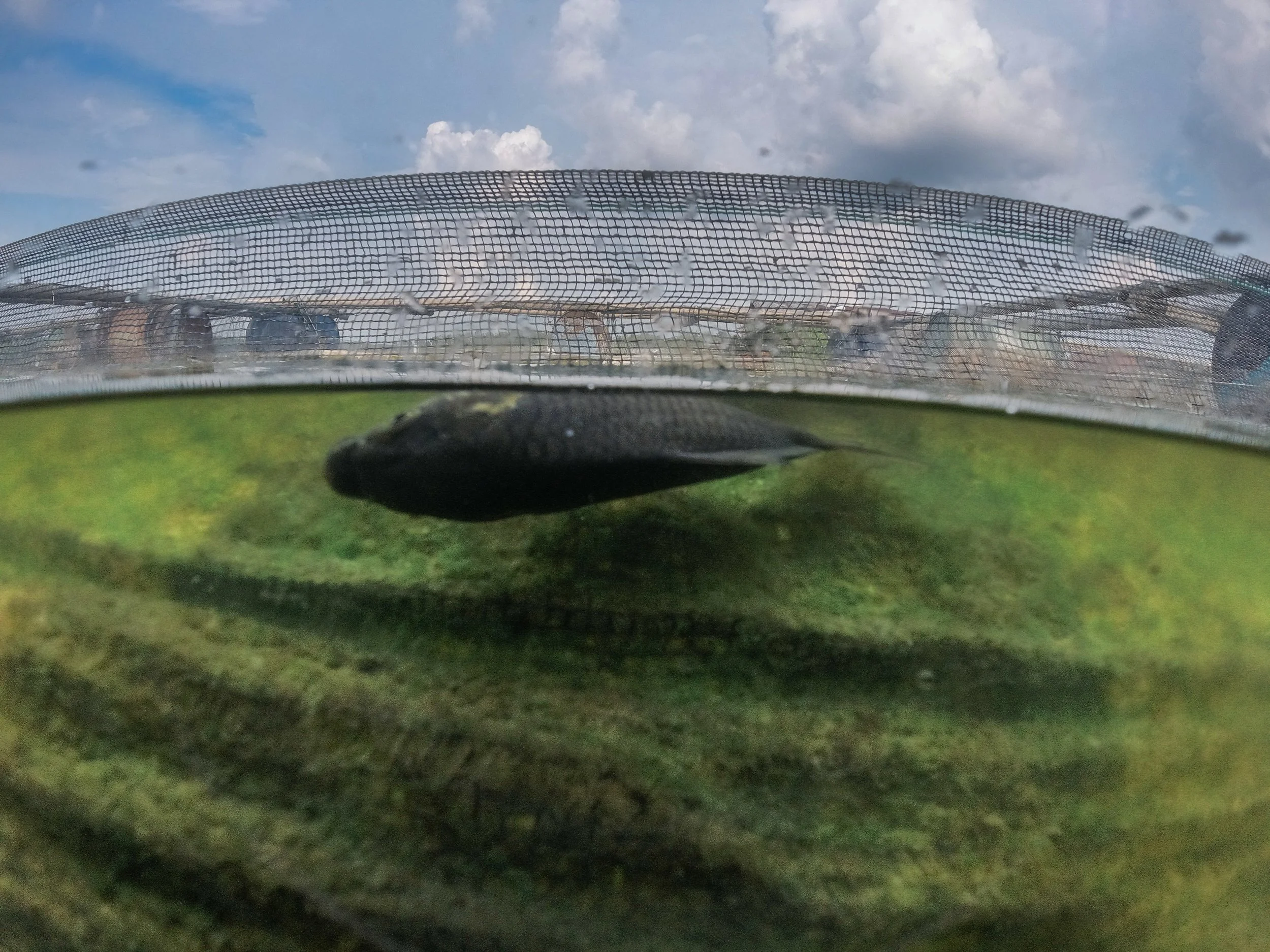 fish farm indonesia-23.jpg