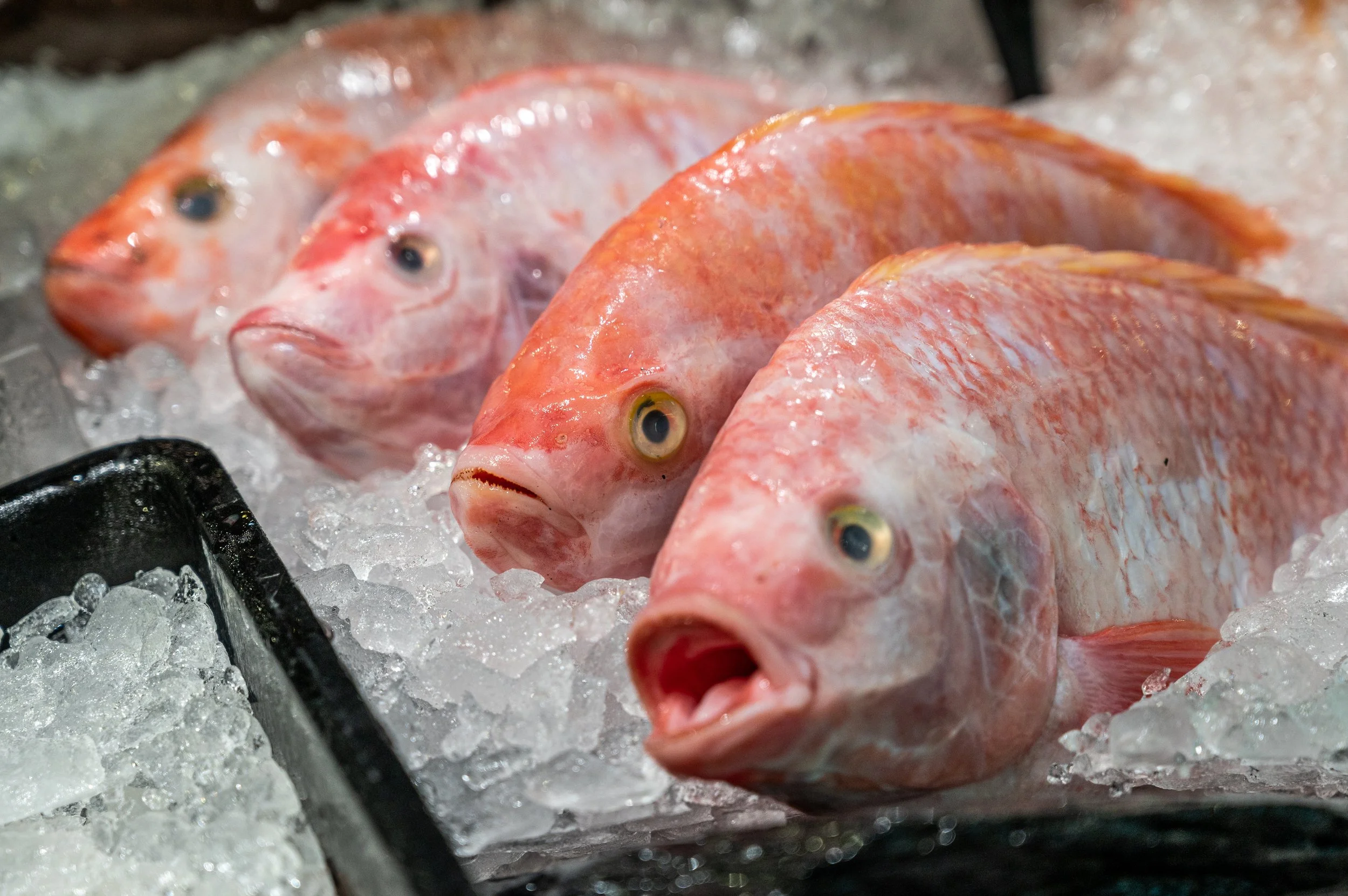 Thai fish farms and markets (2022)