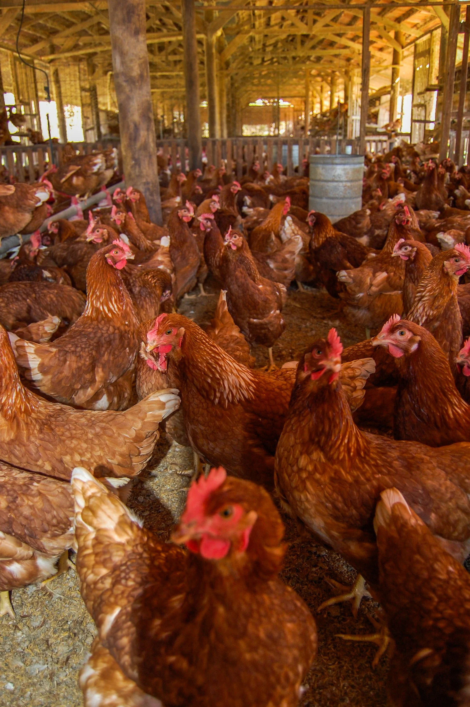 brazilmoreeggfarms-52-of-70jpg.jpg