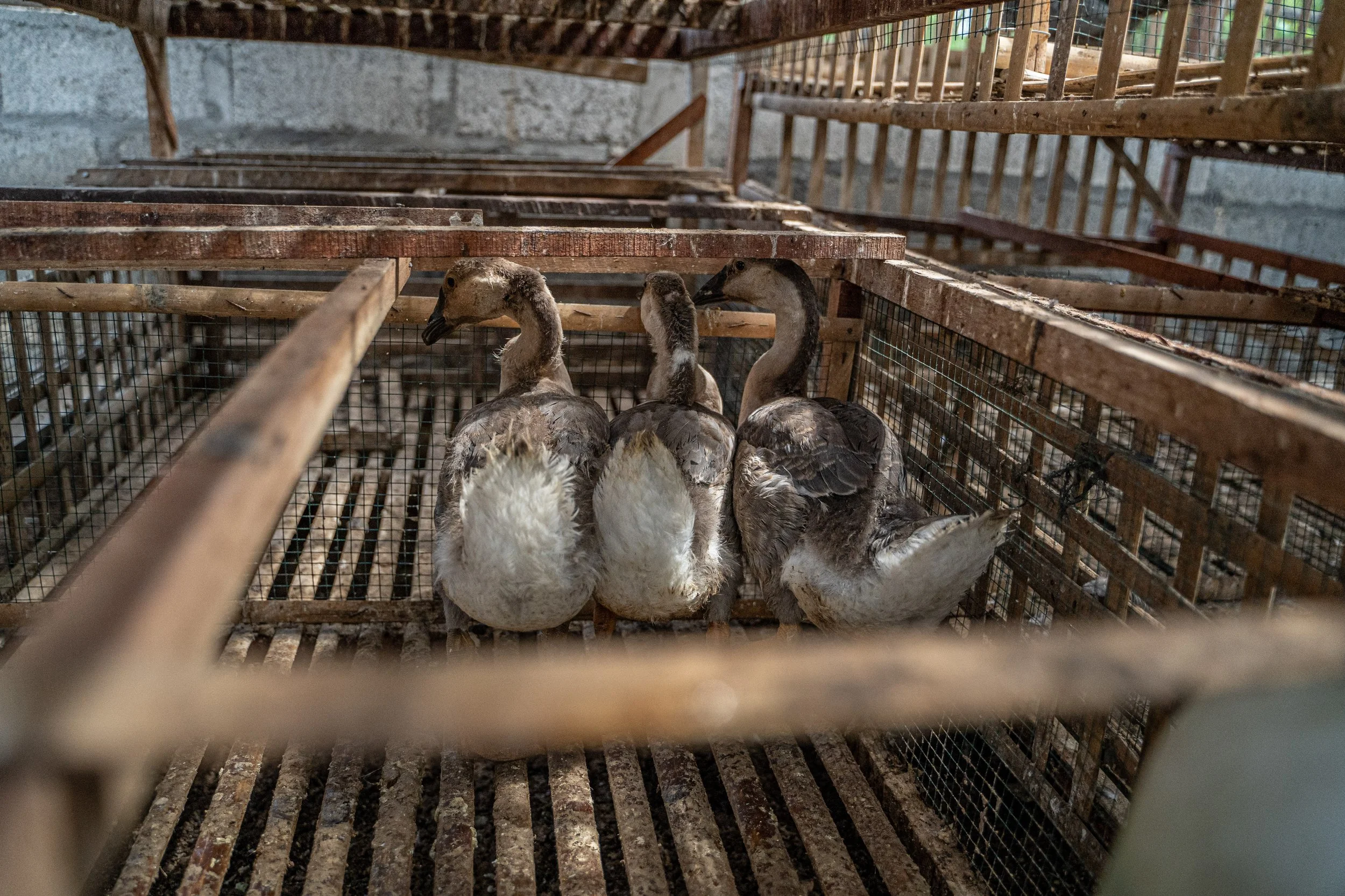duck farm indonesia-179.jpg