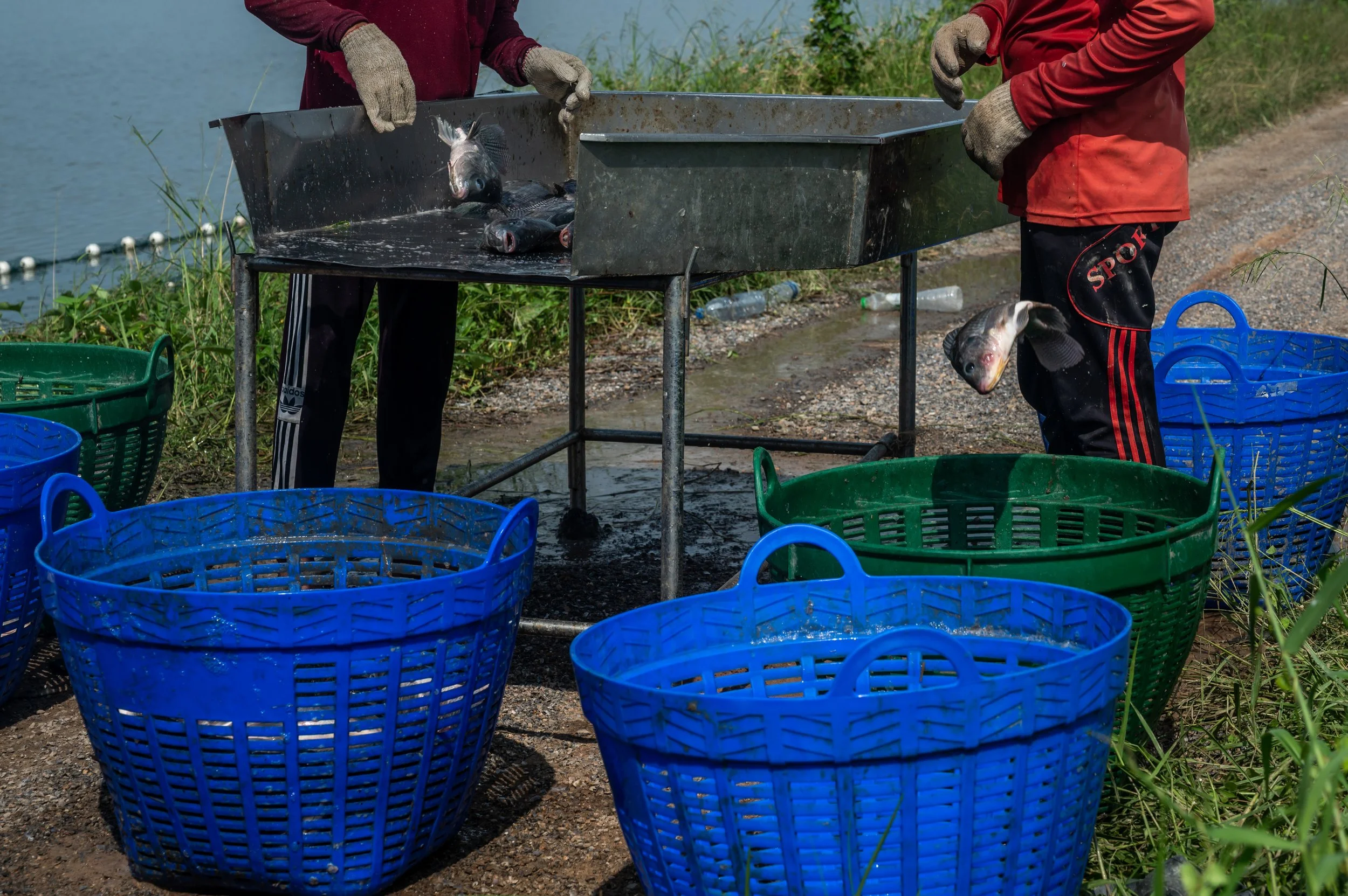 fish farm thailand-113.jpg