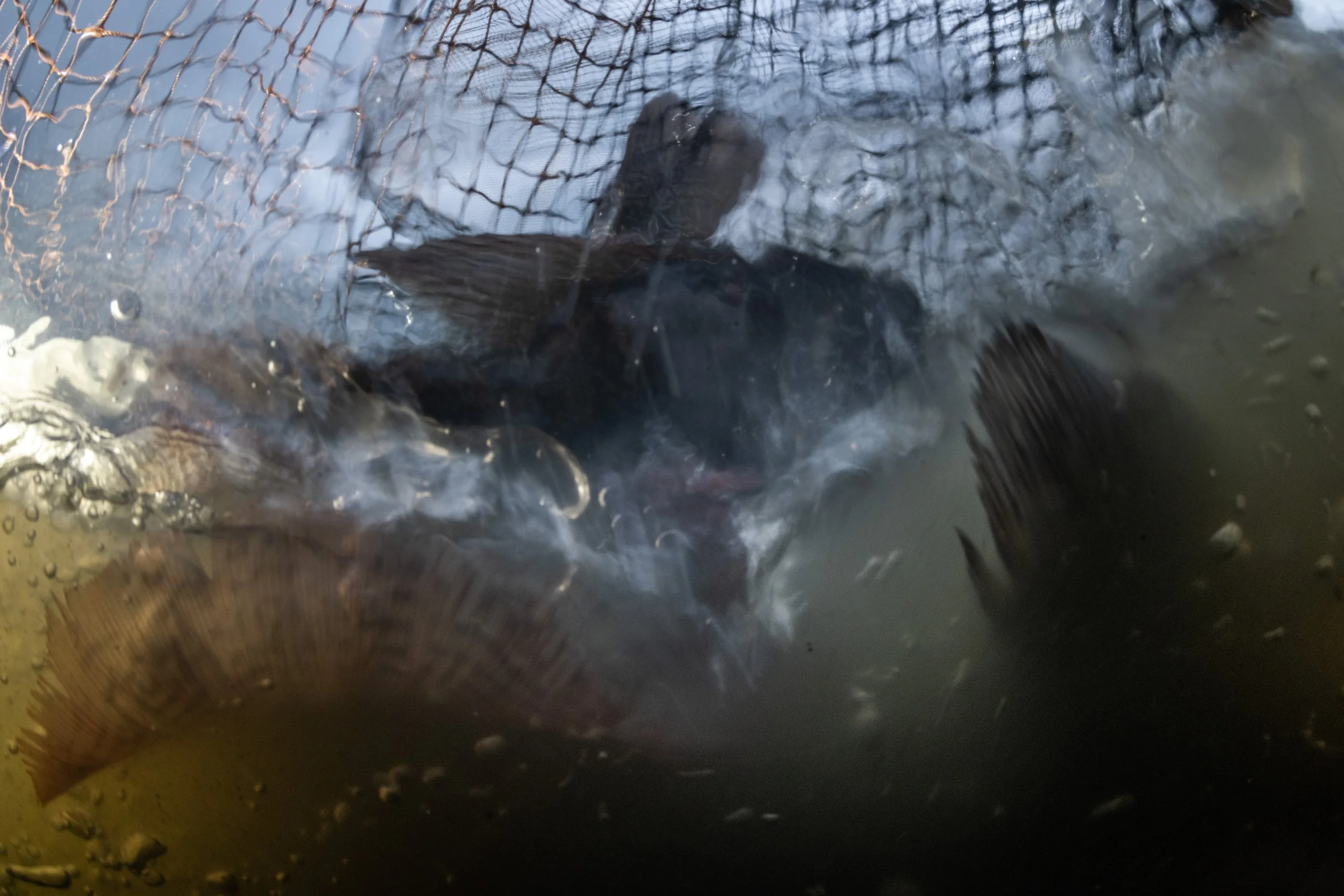 fish farm thailand-175.jpg