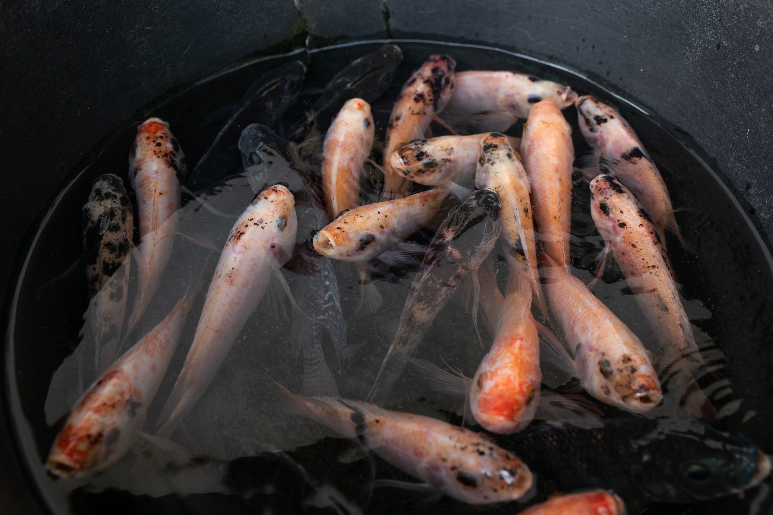 fish farm indonesia-52.jpg