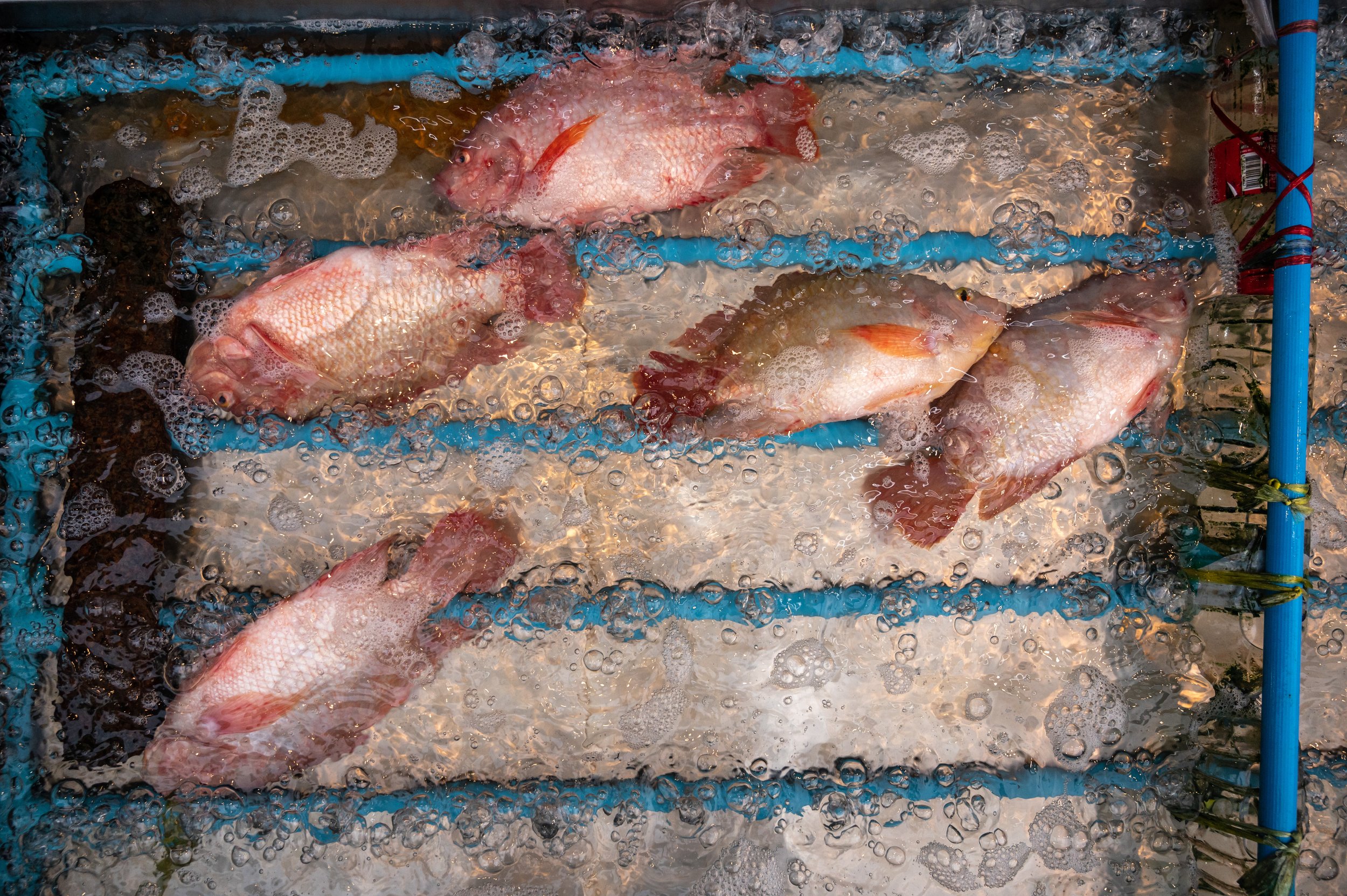 fish farm thailand-143.jpg