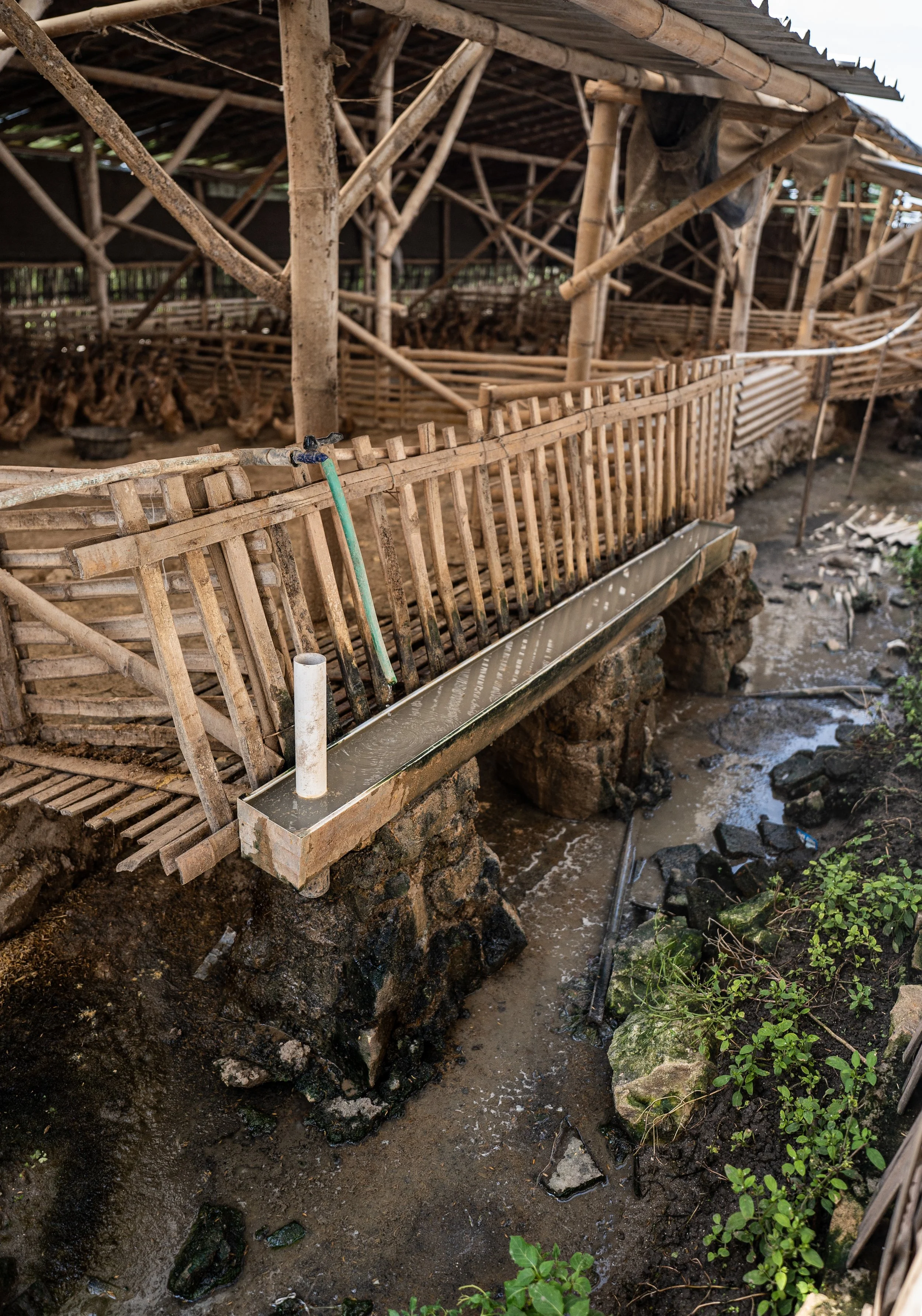 duck farm indonesia-83.jpg