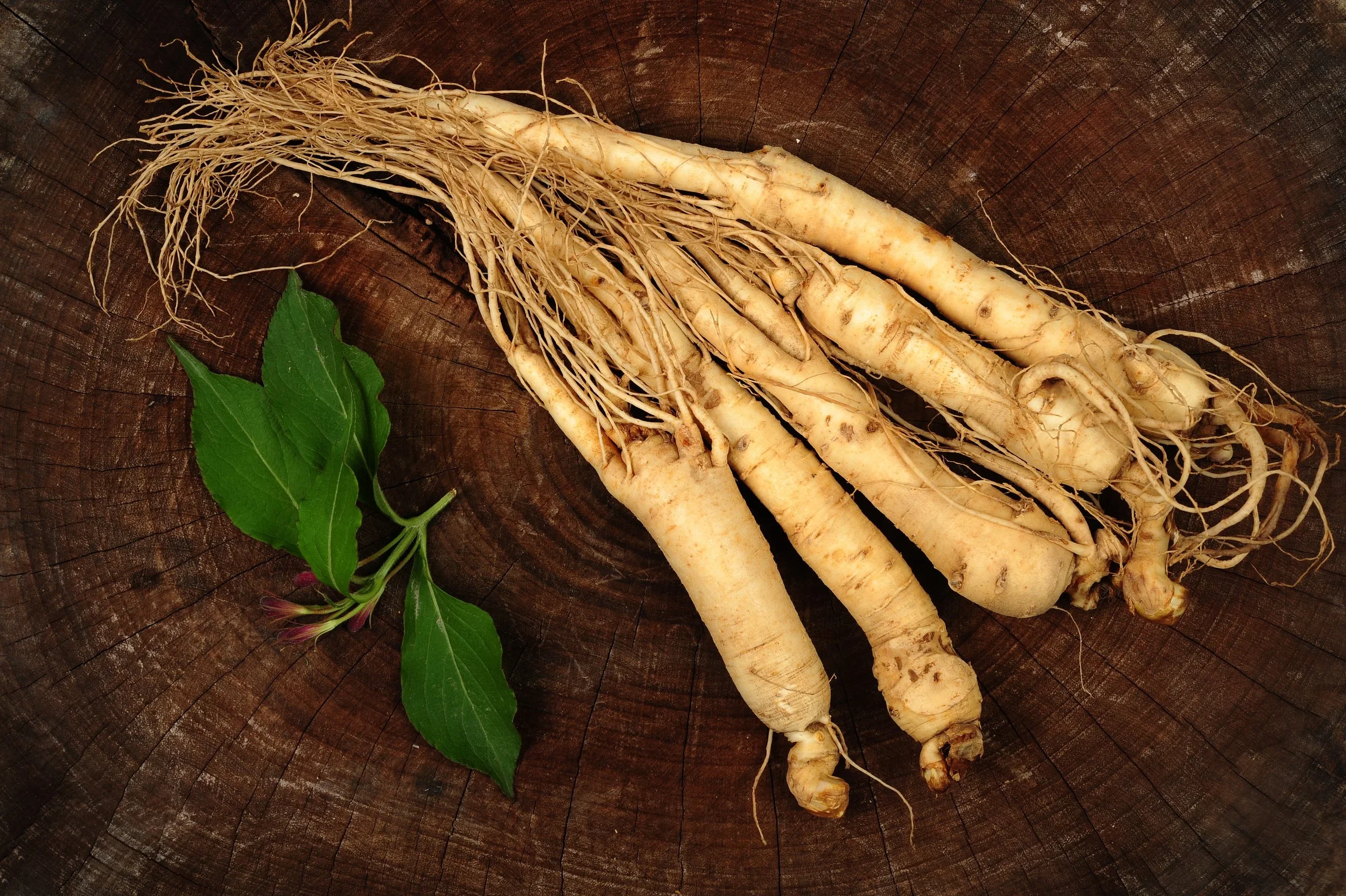 American Ginseng