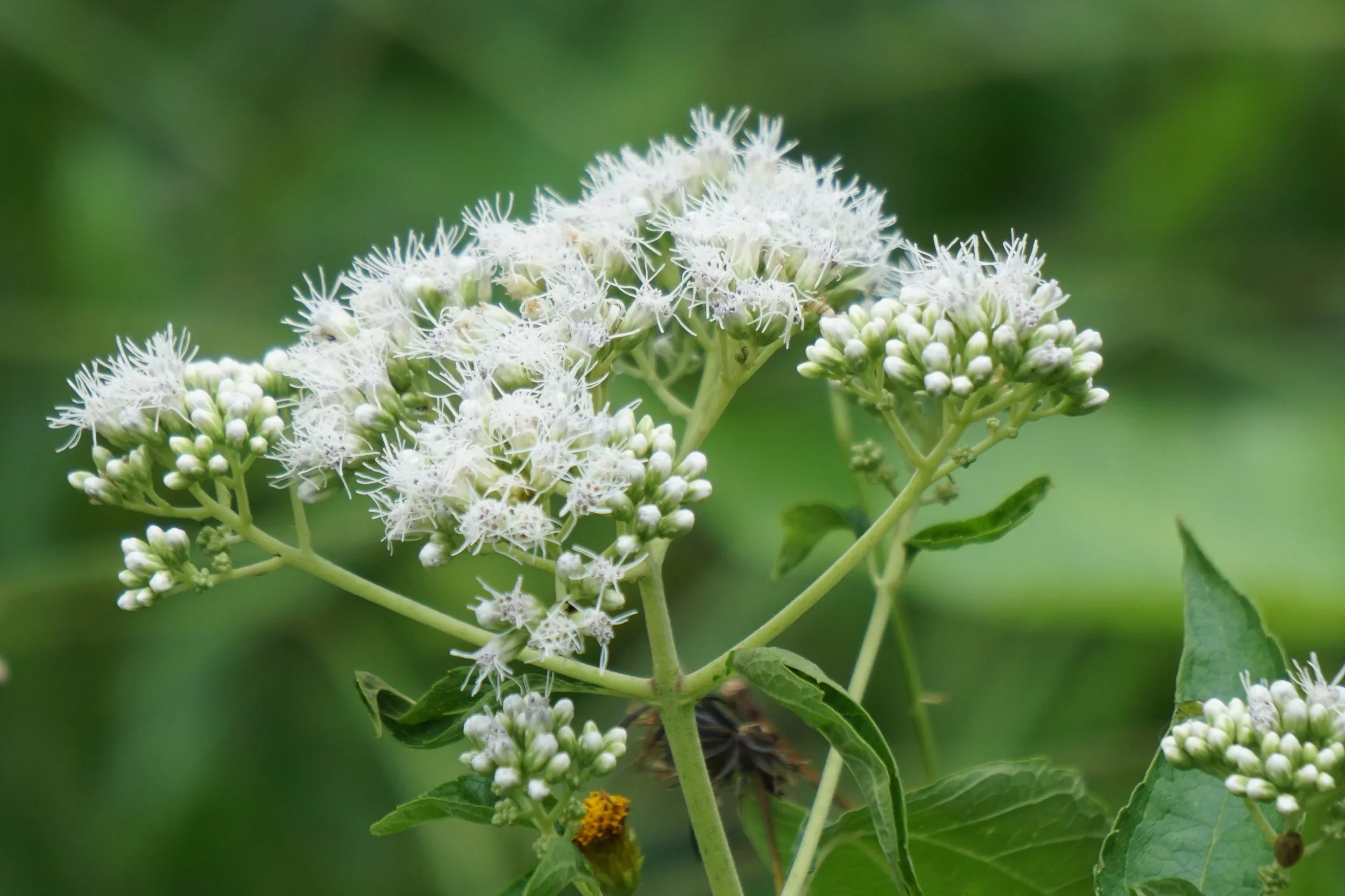 Boneset (Eupatorium perfoliatum) 