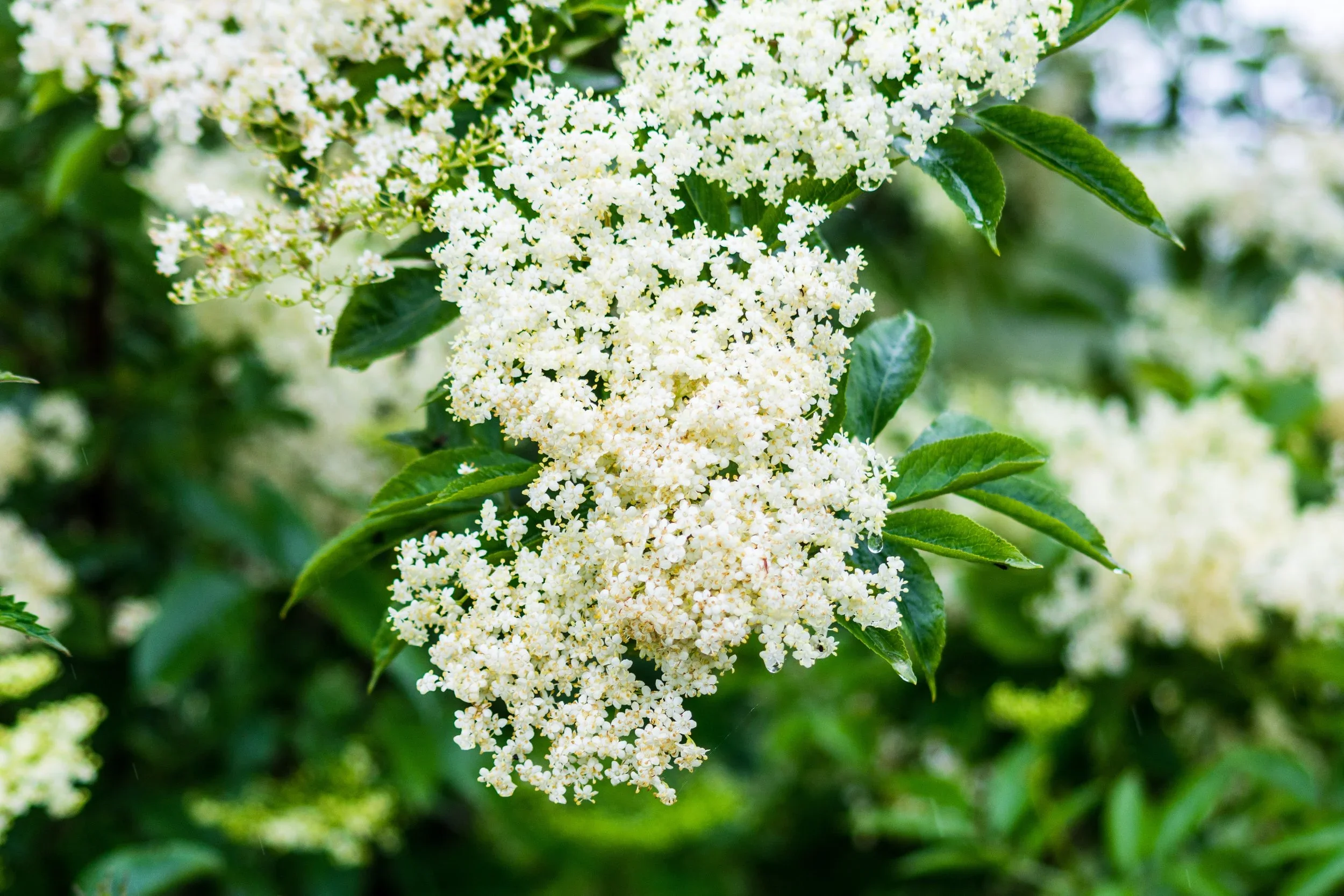 Elder (Sambucus nigra) 