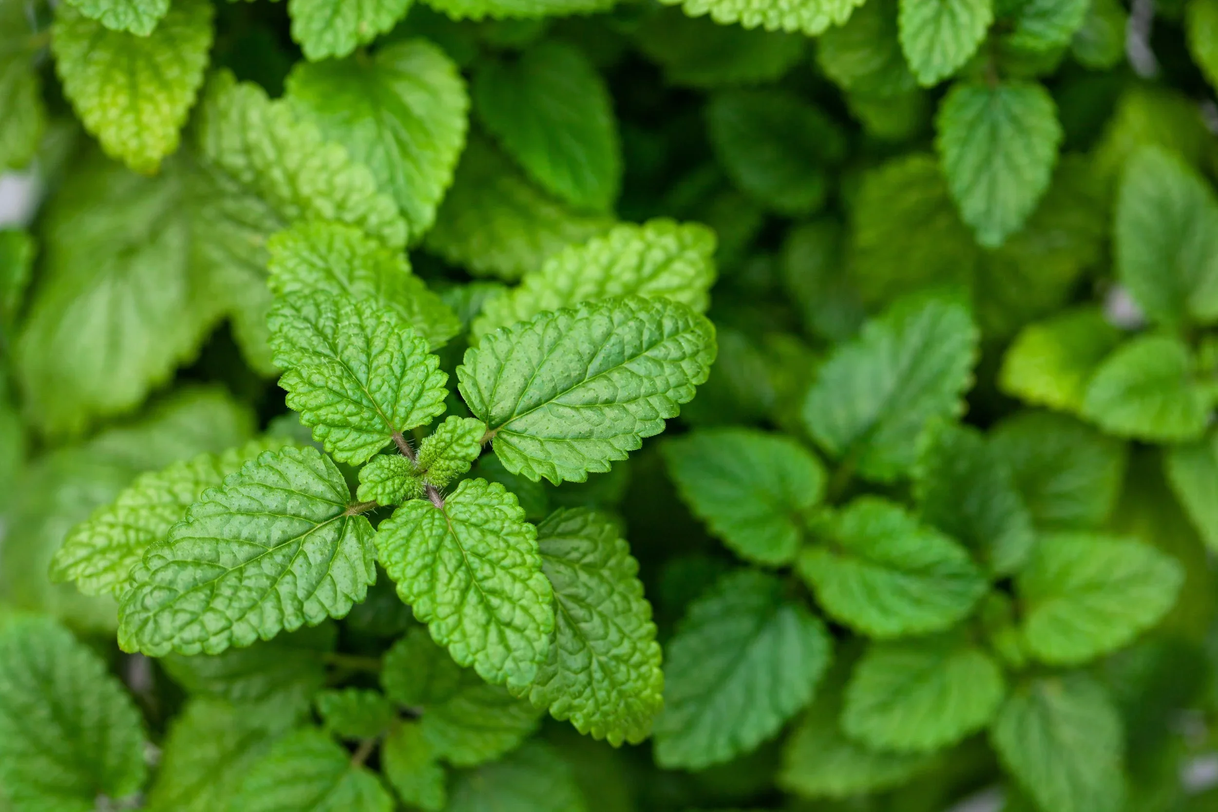 Lemon Balm (Melissa officinalis) 