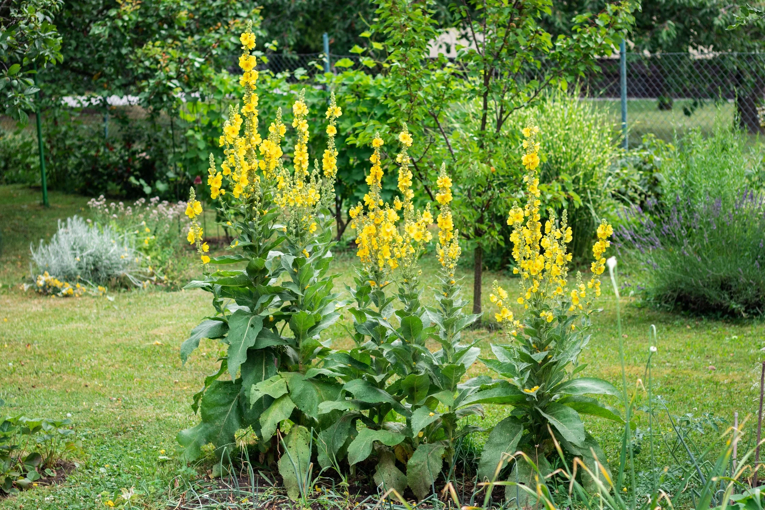 Mullein (Verbascum thapsus) 