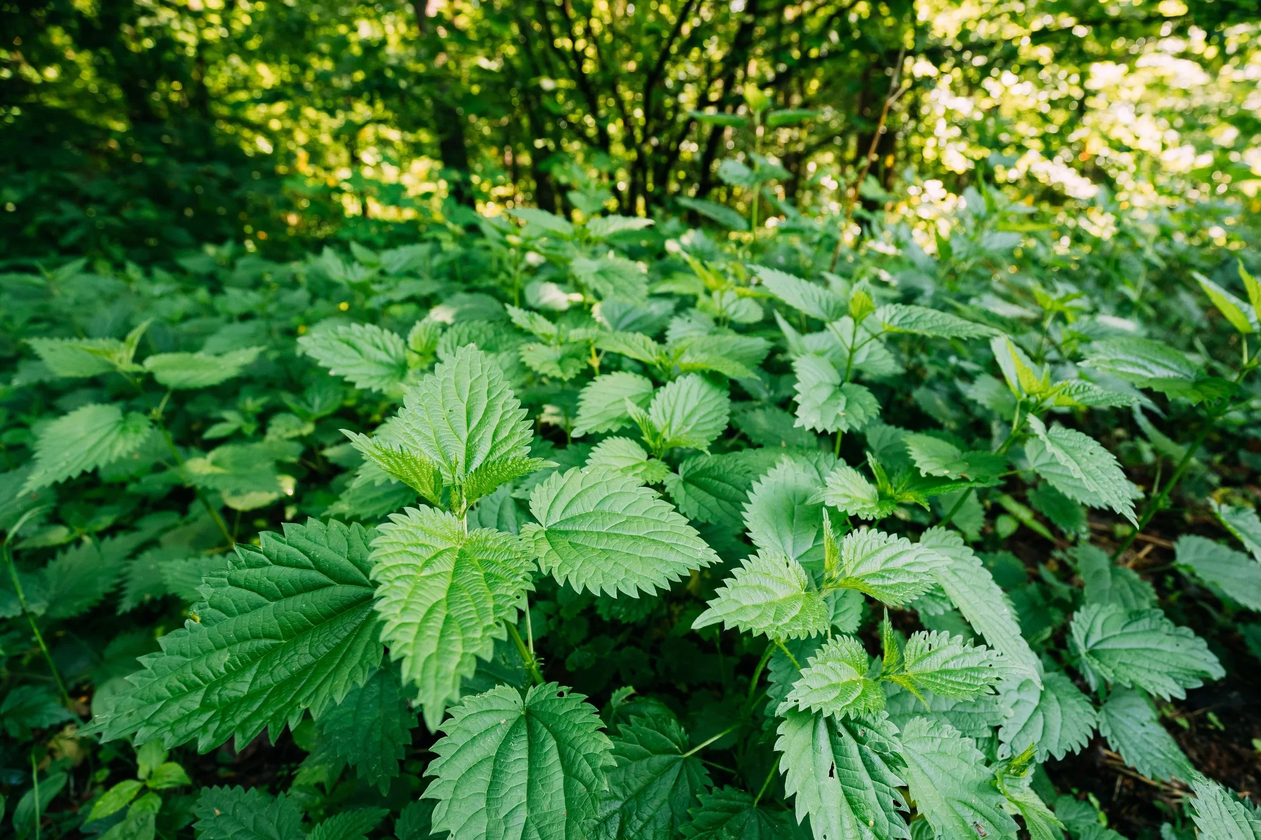 Nettle (Urtica dioica) 