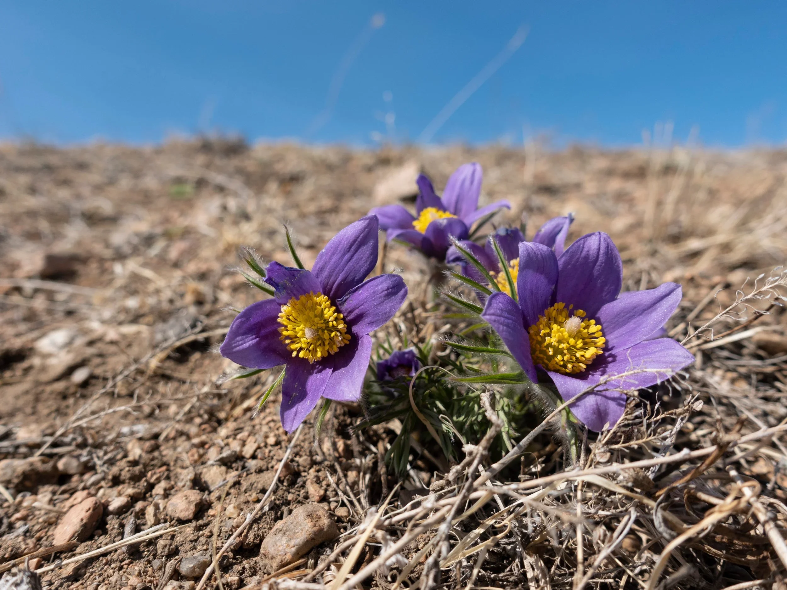 Pulsatilla (Anemone pulsatilla) 
