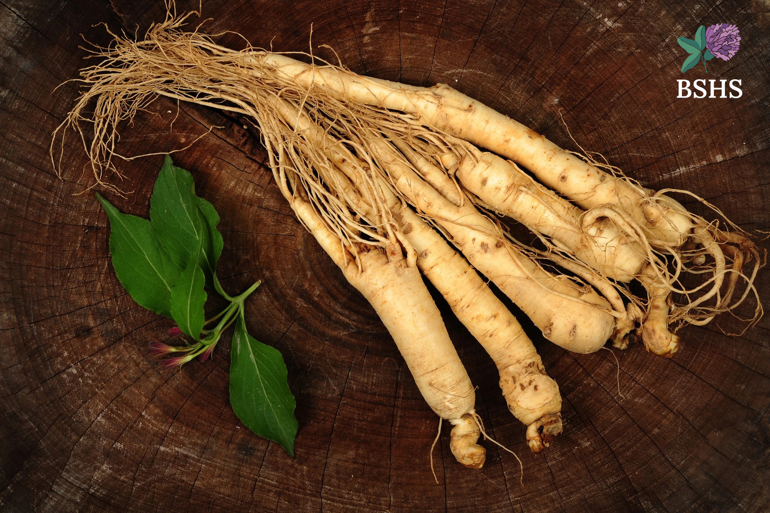 American Ginseng