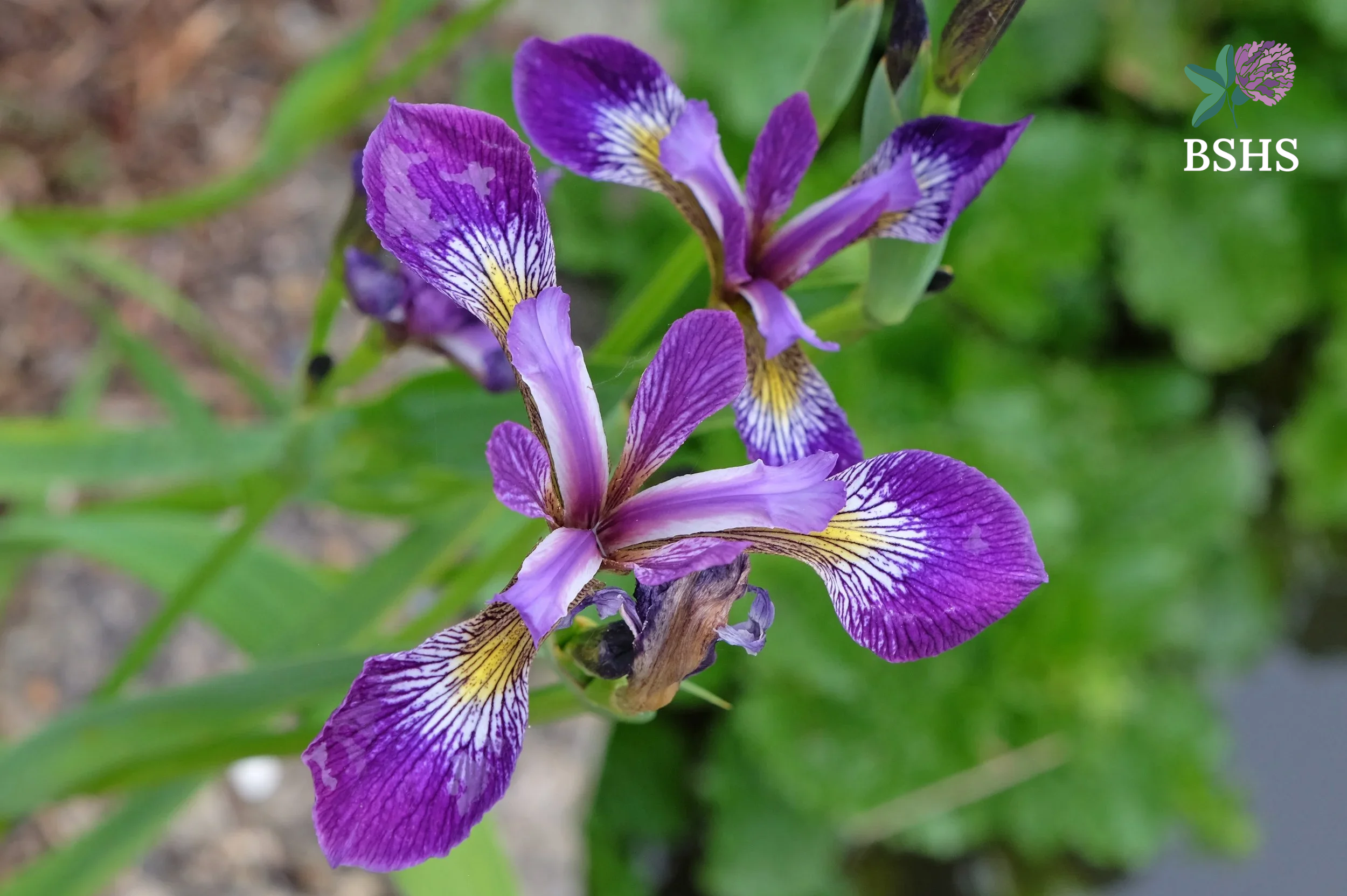 Blue Flag (Iris versicolor)