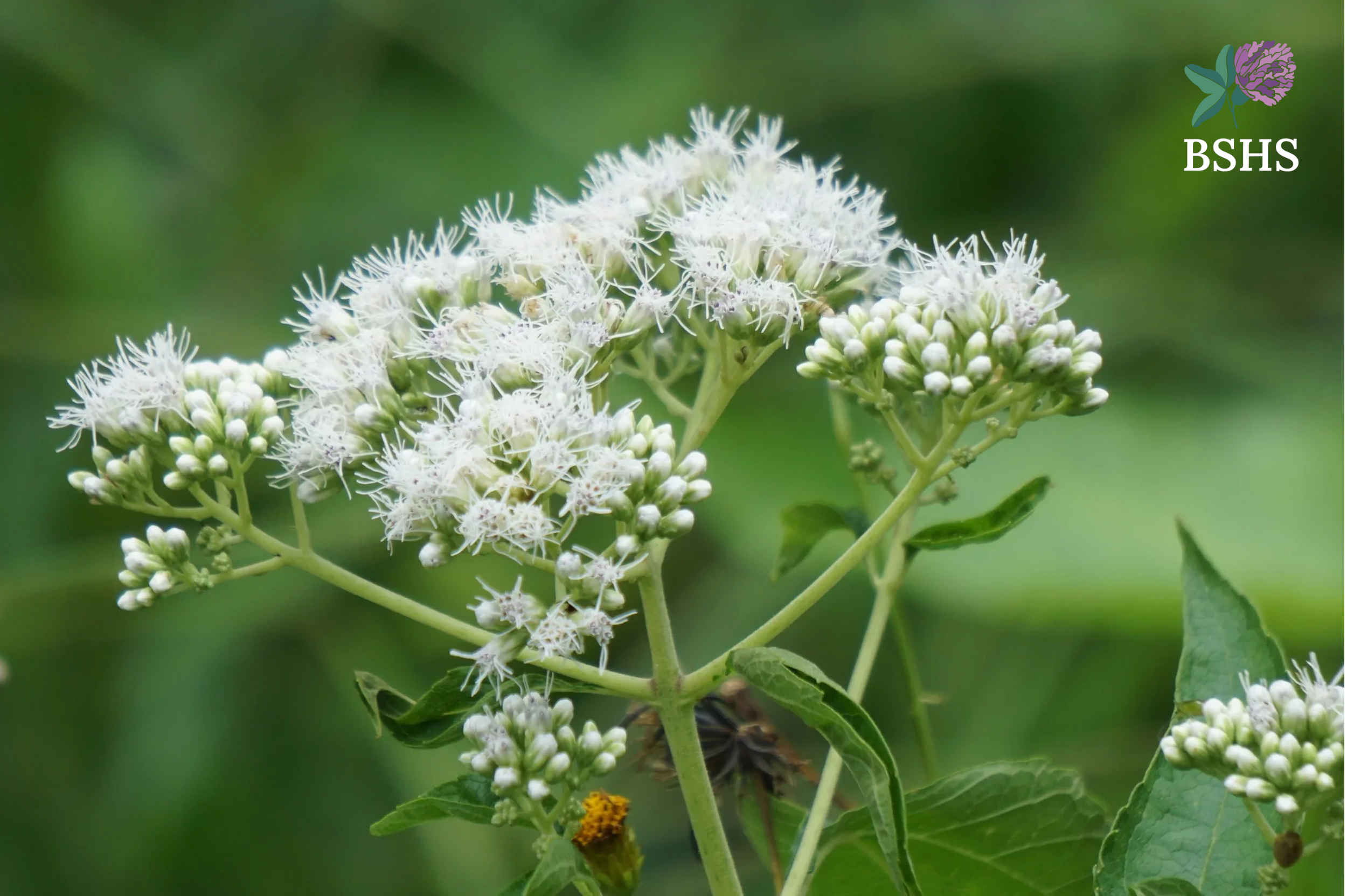 Boneset (Eupatorium perfoliatum) 