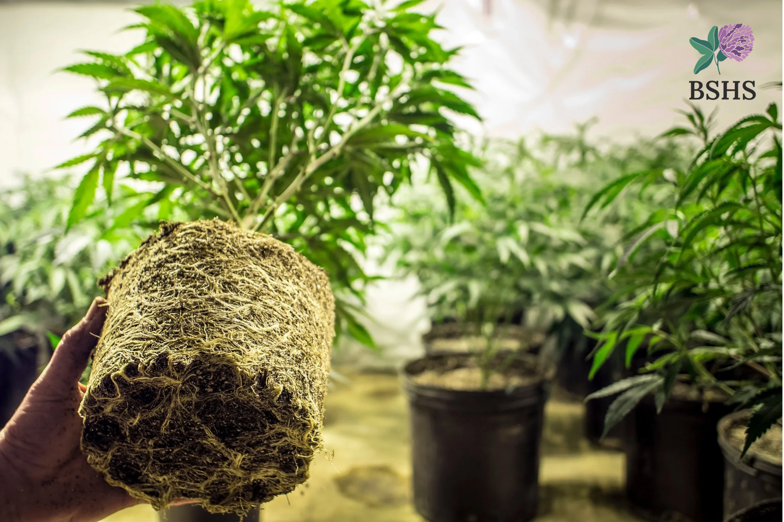 Cannabis Root (Cannabis sativa)