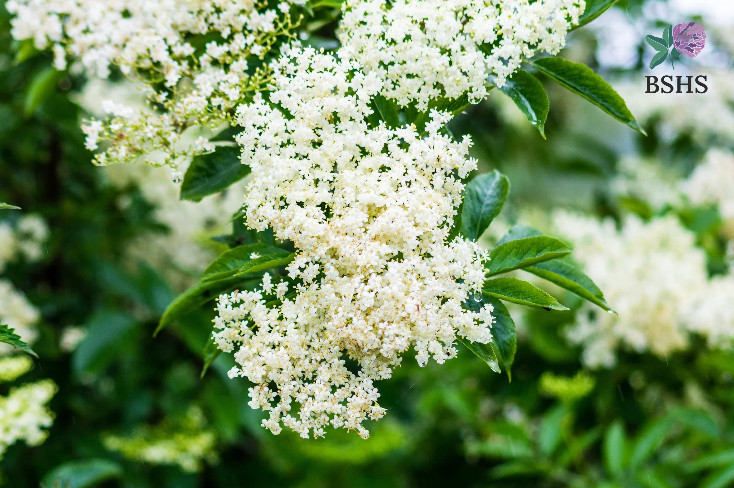 Elder (Sambucus nigra) 