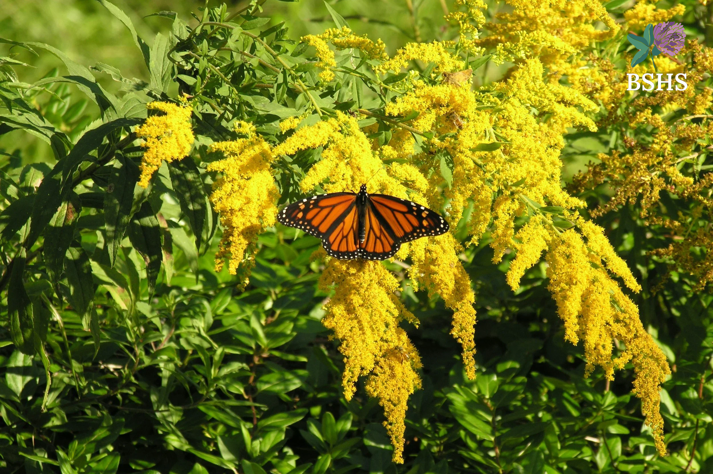 Goldenrod (Solidago canadensis) 