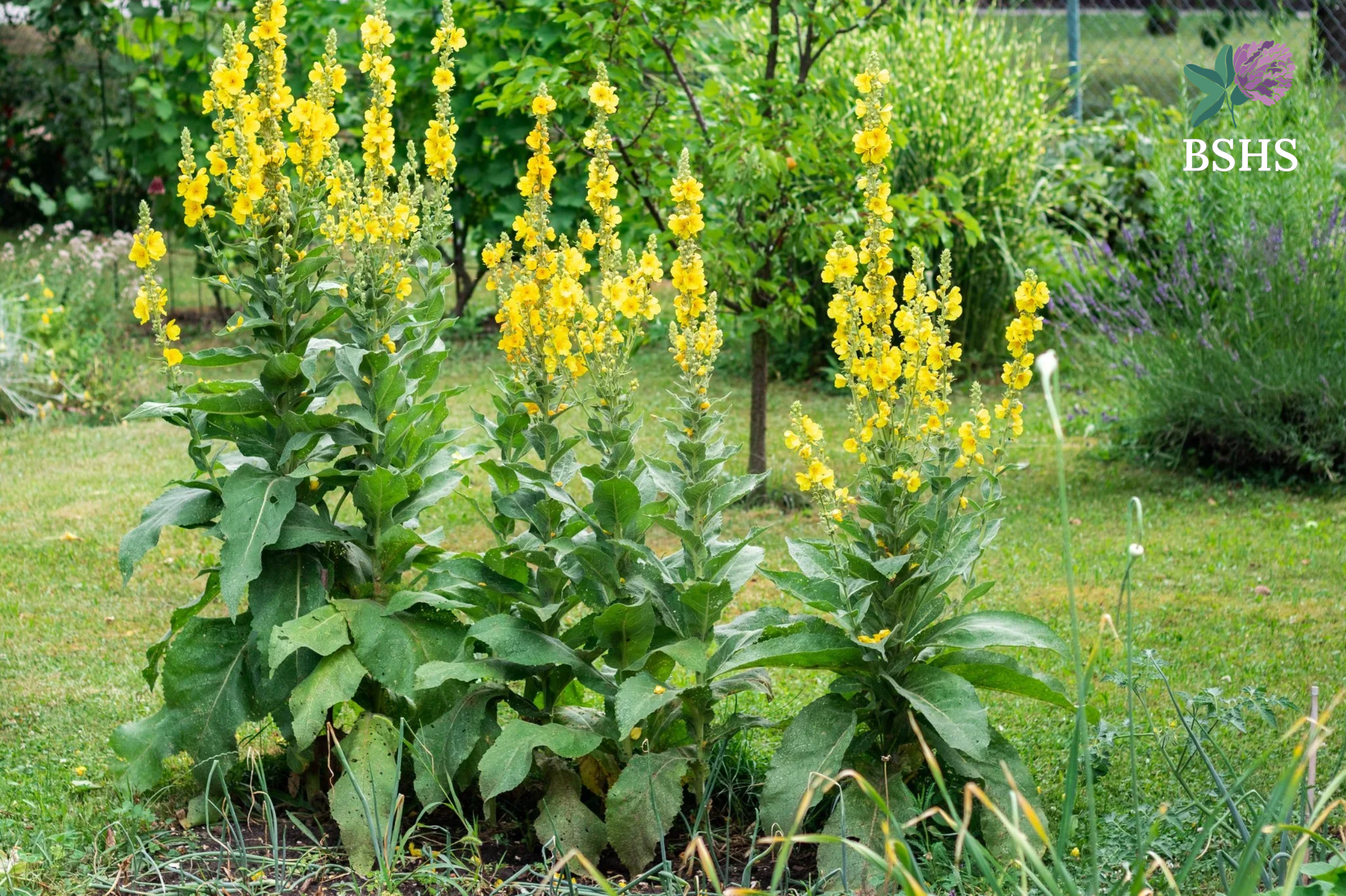 Mullein (Verbascum thapsus) 