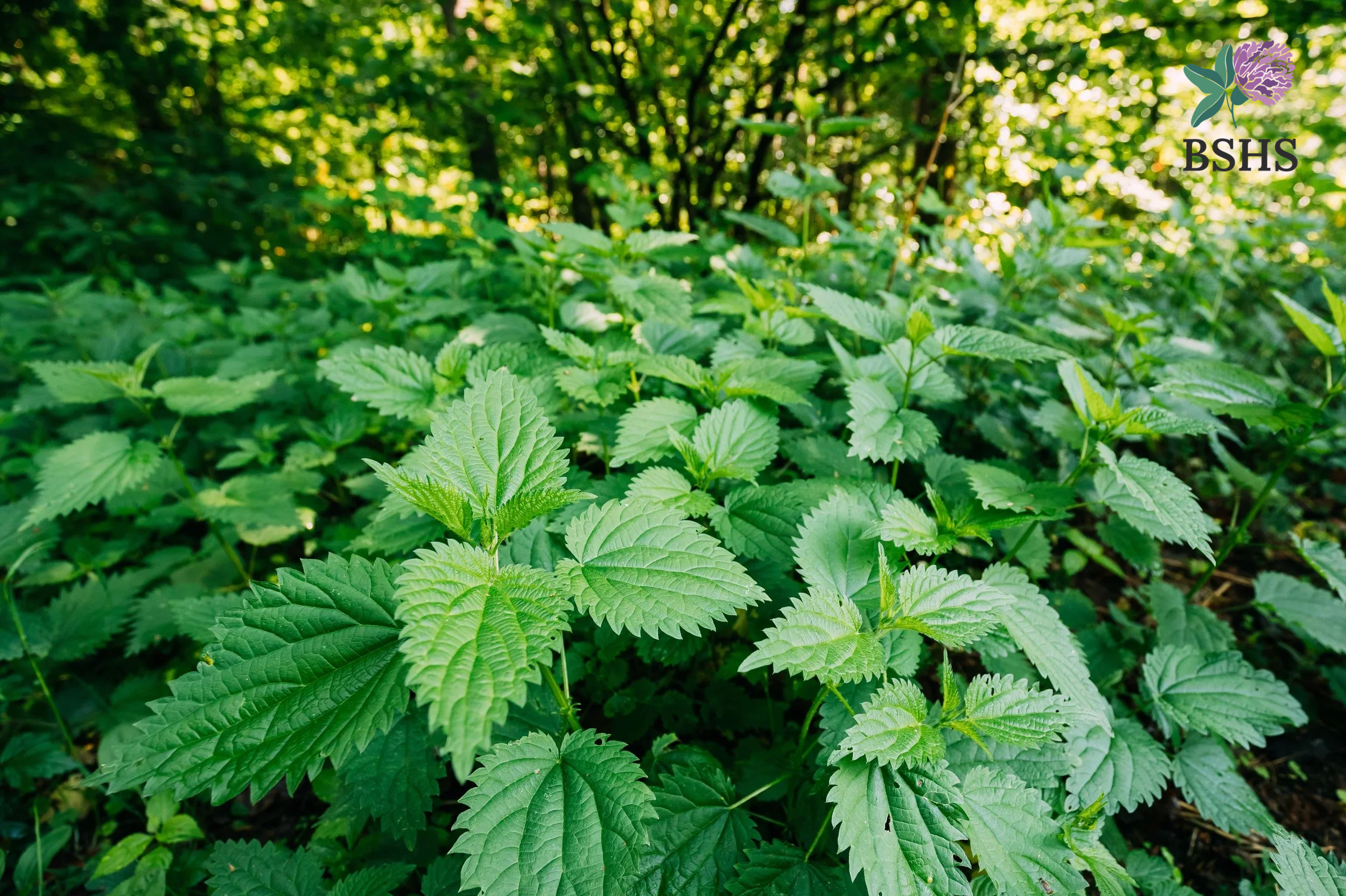 Nettle (Urtica dioica) 