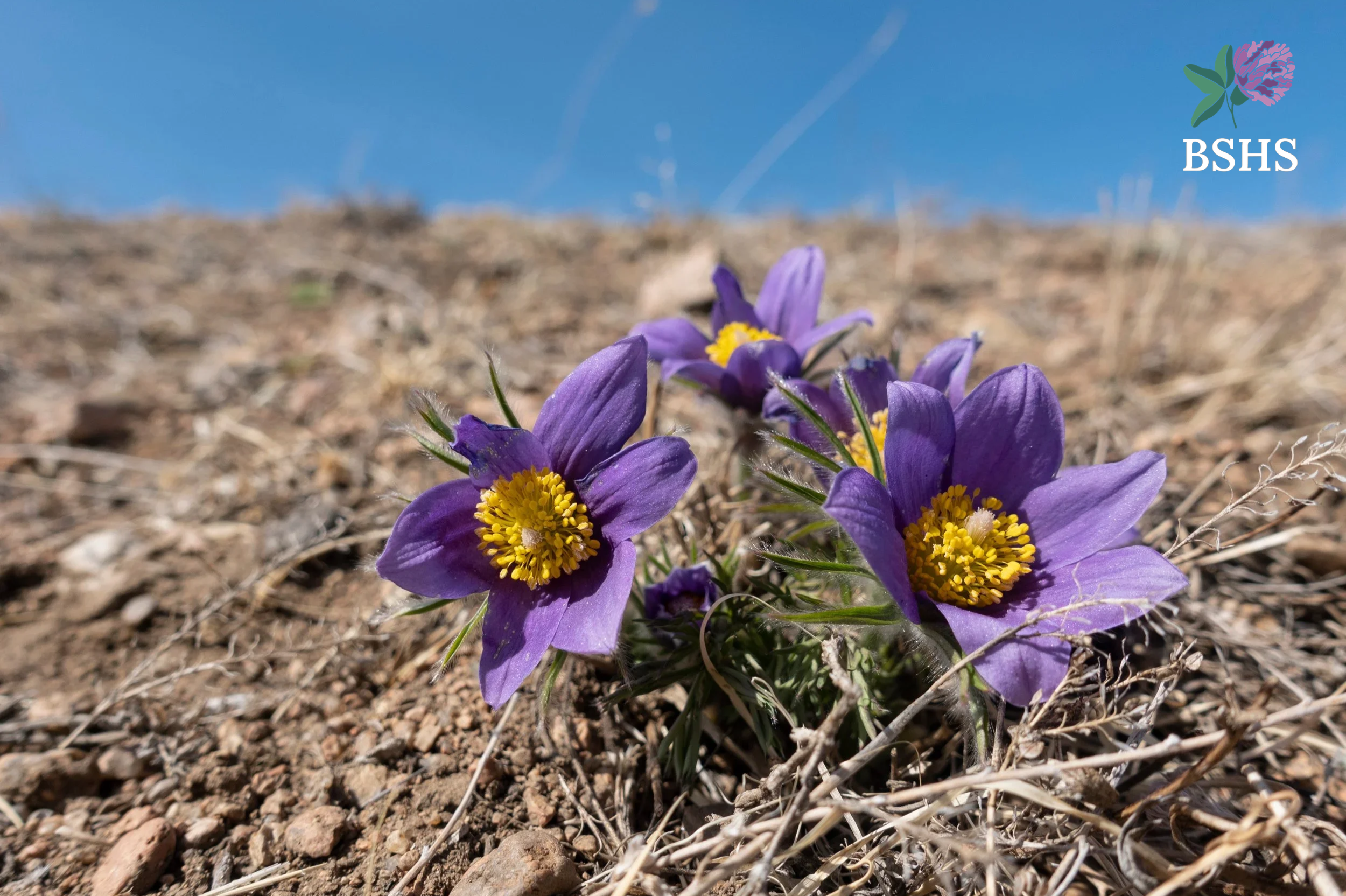 Pulsatilla (Anemone pulsatilla) 