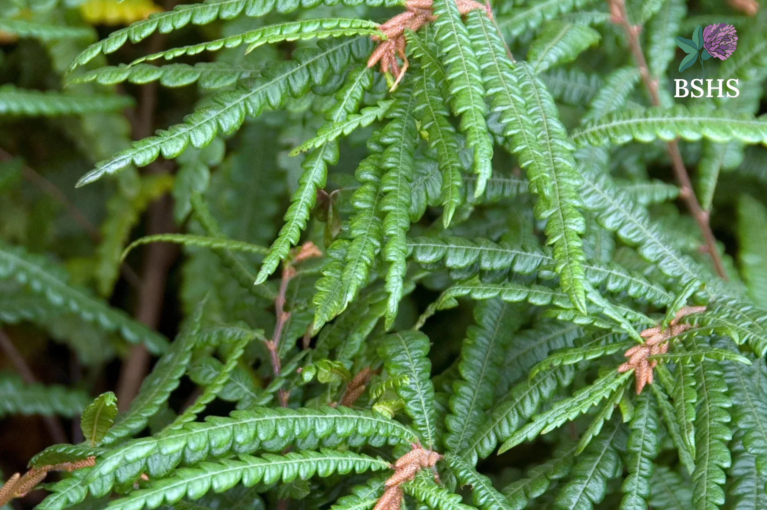 Sweet Fern (Comptonia peregrina) 