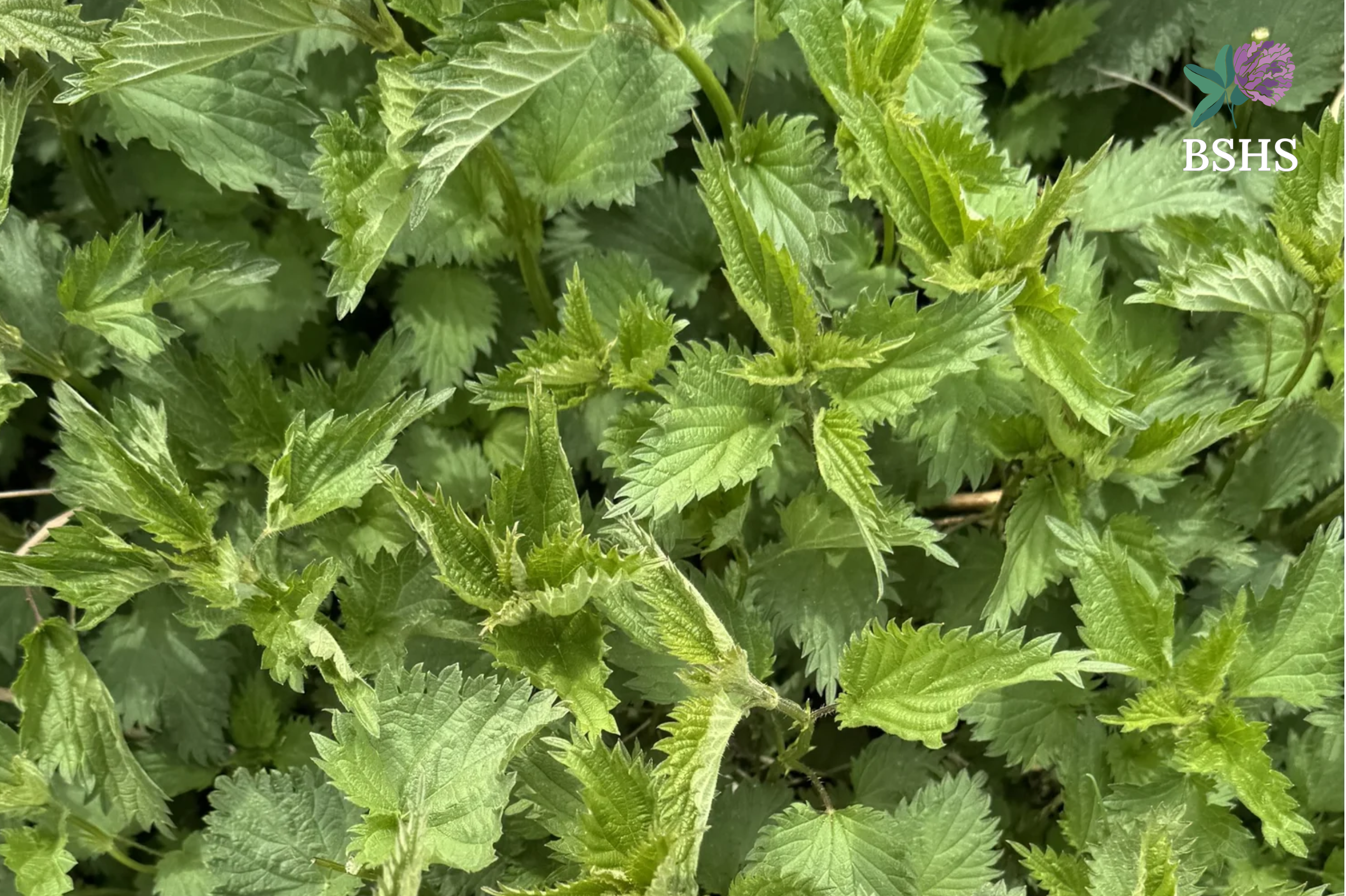Weed Wisdom: Stinging for Attention