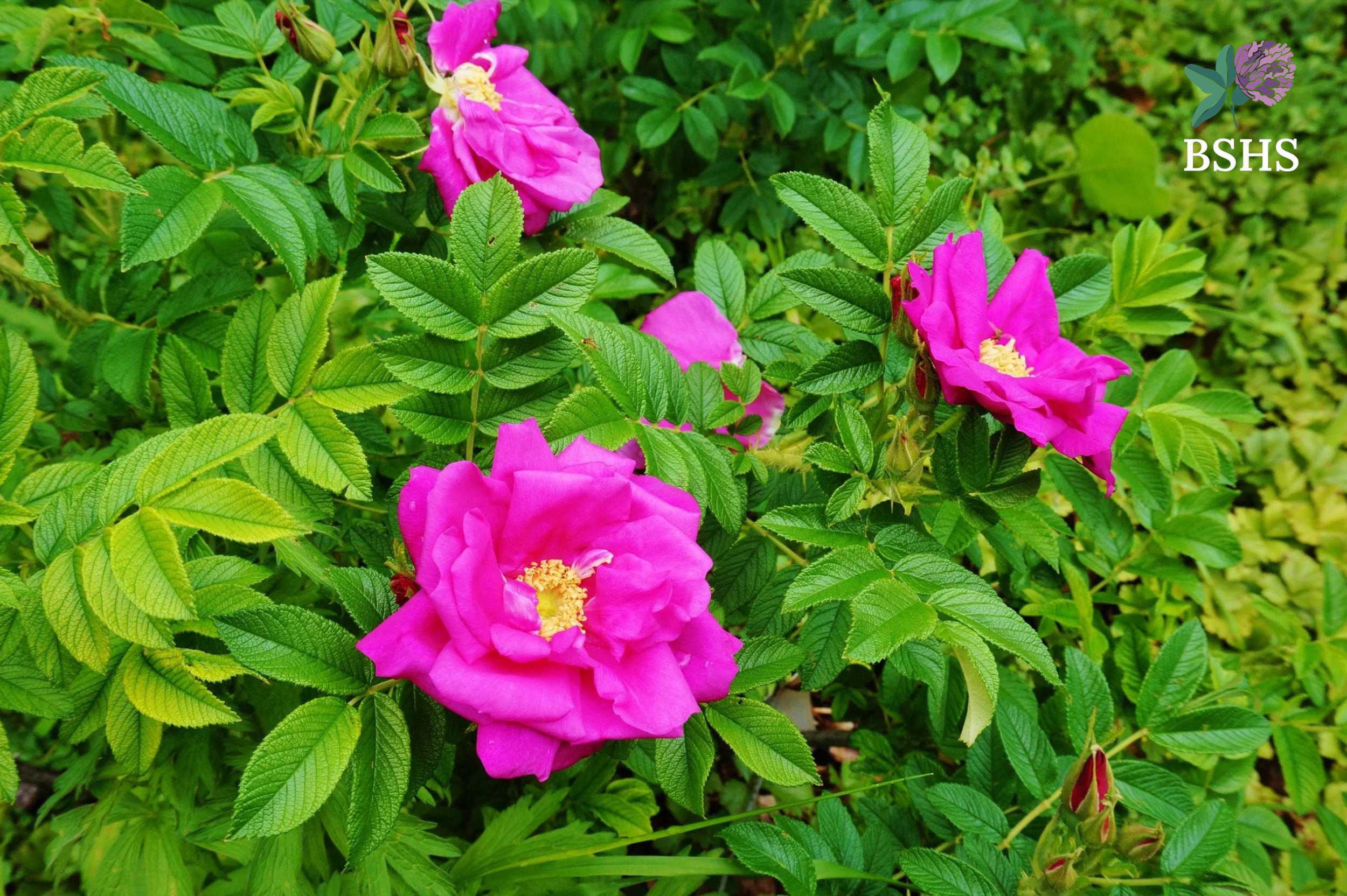 Rose (Rosa rugosa) 