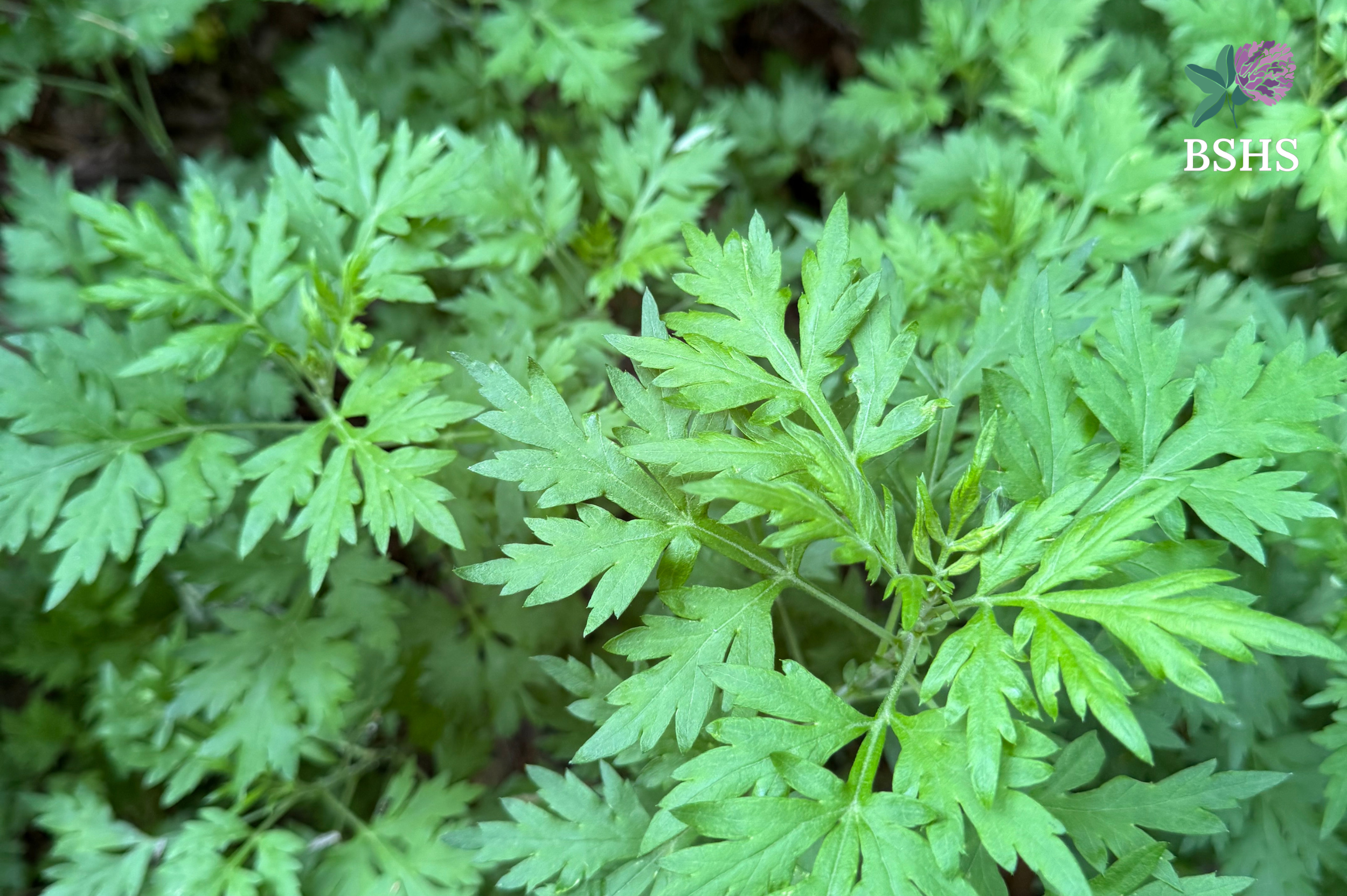 Weed Wisdom: Remembering Yourself&nbsp;