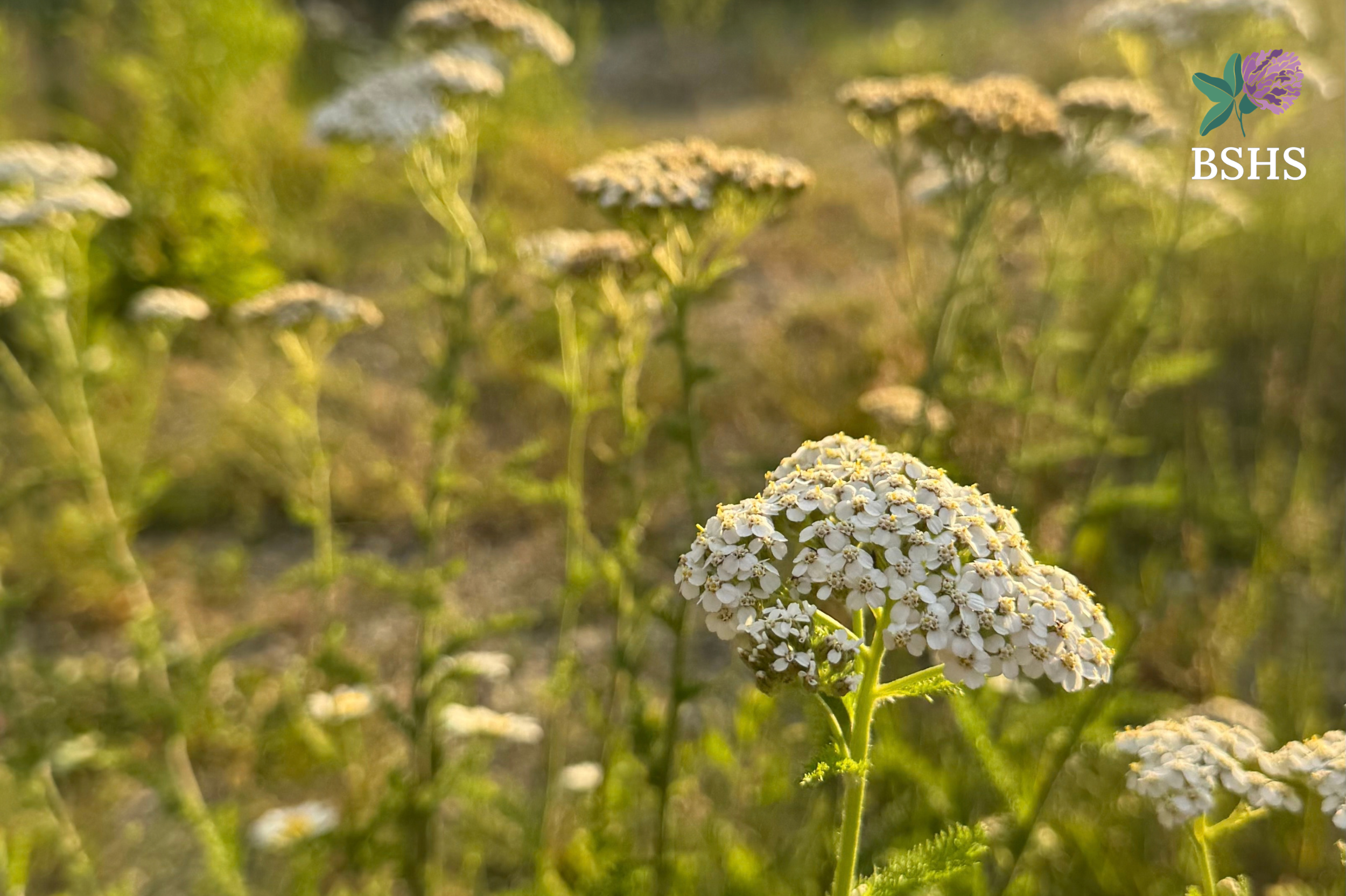 Weed Wisdom: Tightening the Weave