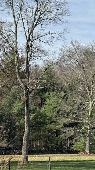 A red-tailed hawk sits on a maple tree branch at Sweet Autumn Farm