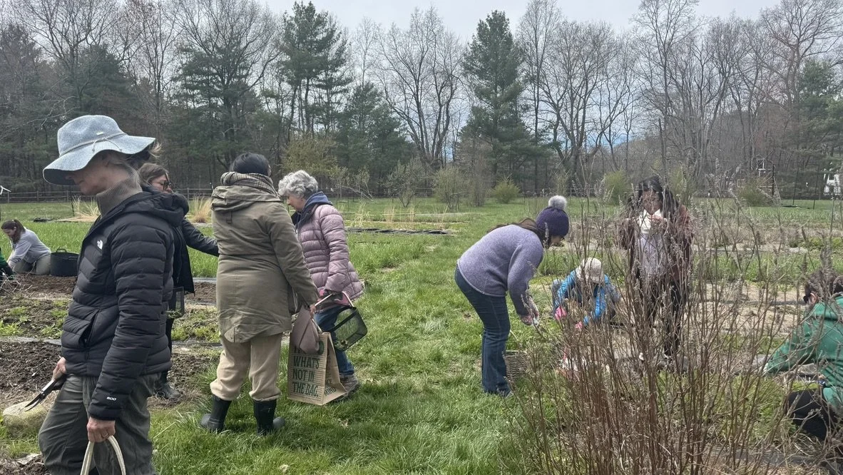Students gathering herbs at Sweet Autumn Farm