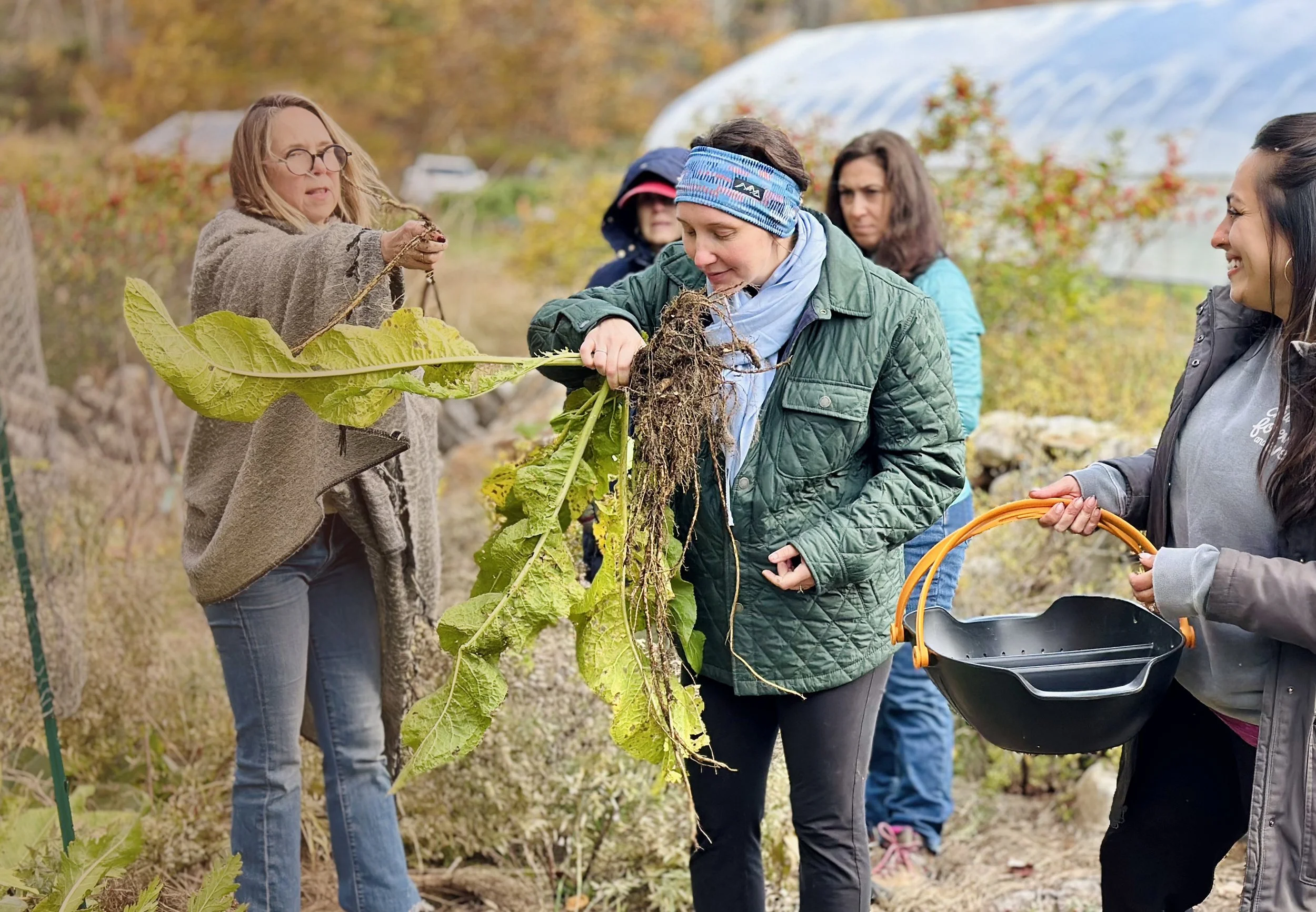Boston School of Herbal Studies