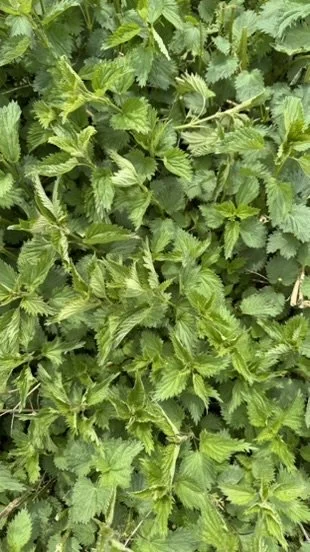 Stinging Nettle