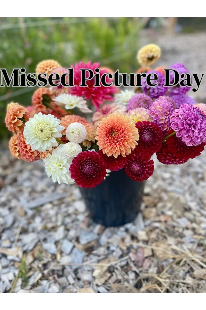 Missed Picture Day (4).jpg