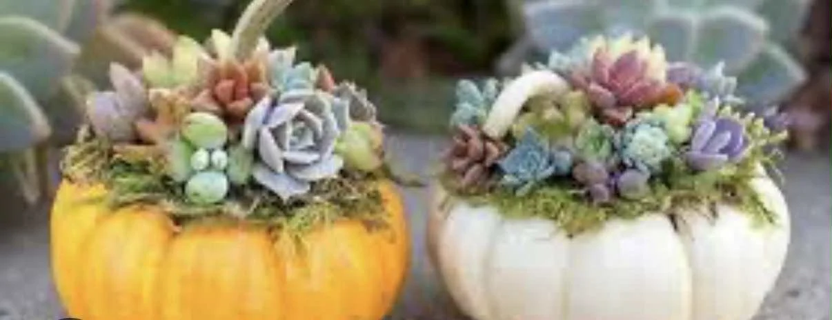 Pumpkin Succulent Centerpiece @ Sip & Dipity