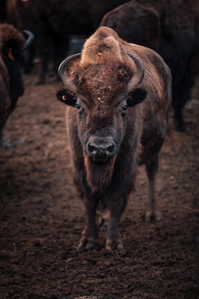 Bison standing on dirt ground