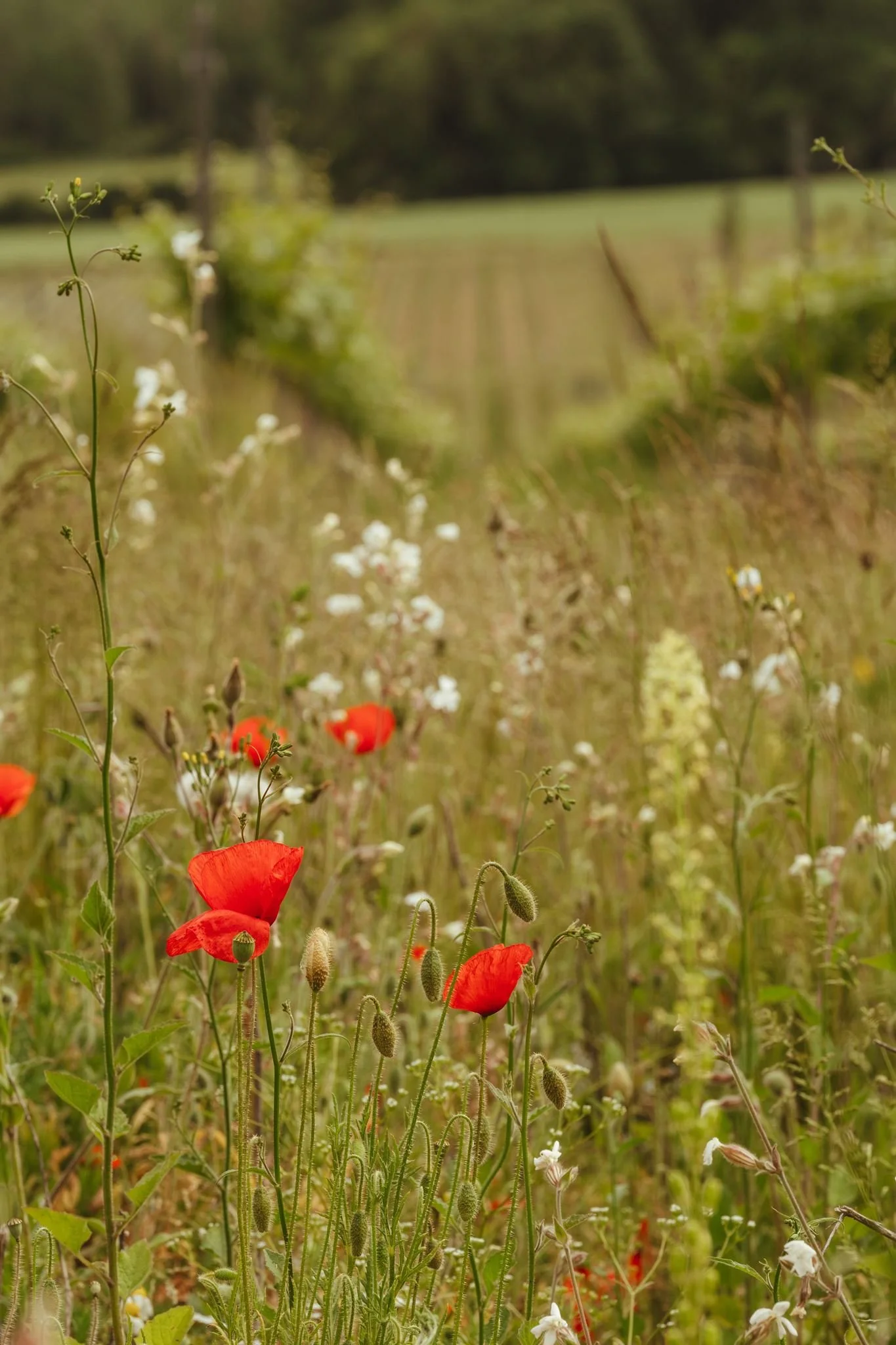 Close-up view of wildflowers with red poppies and white flowers growing in a field, with blurred background of trees and a grassy area.